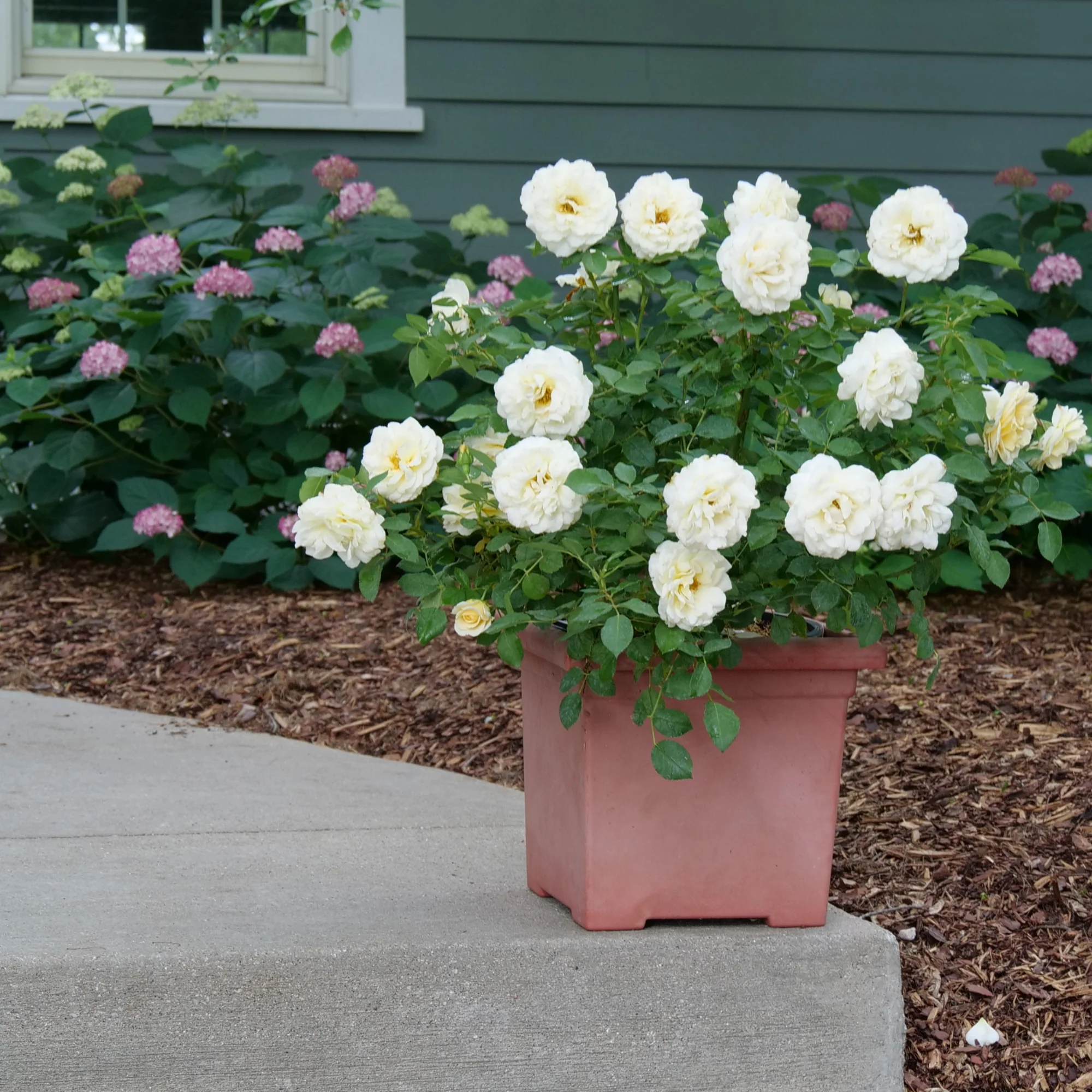Reminiscent® Crema Rose - Image 4