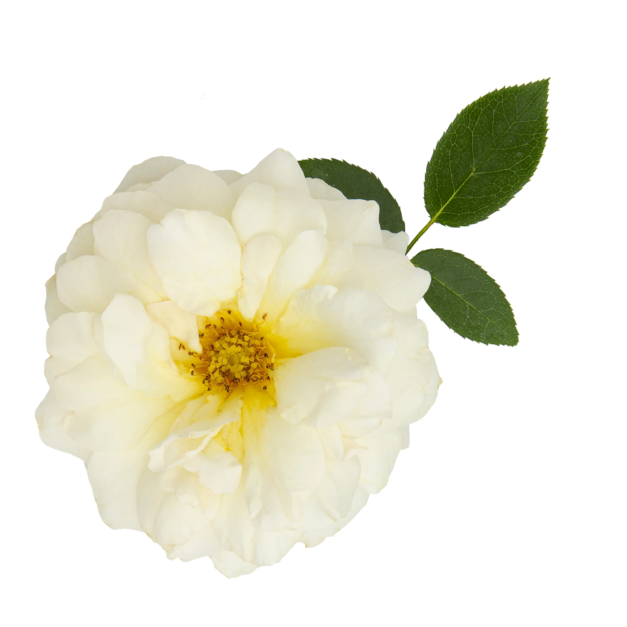 Reminiscent® Crema Rose - Image 5