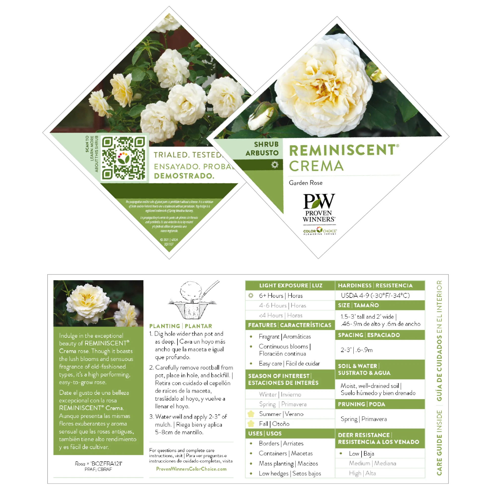 Reminiscent® Crema Rose - Image 7