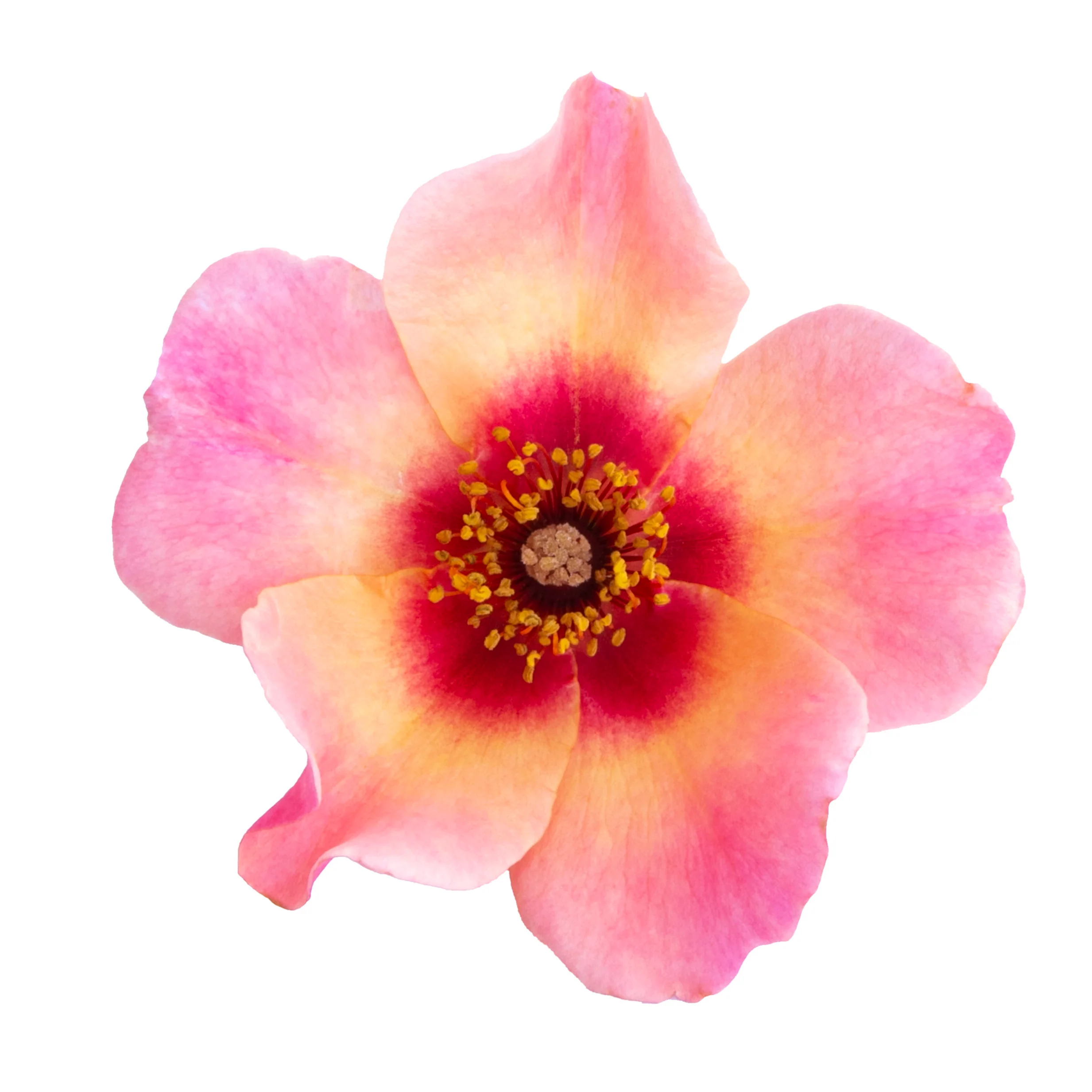 Ringo All-Star™ Rose - Image 6