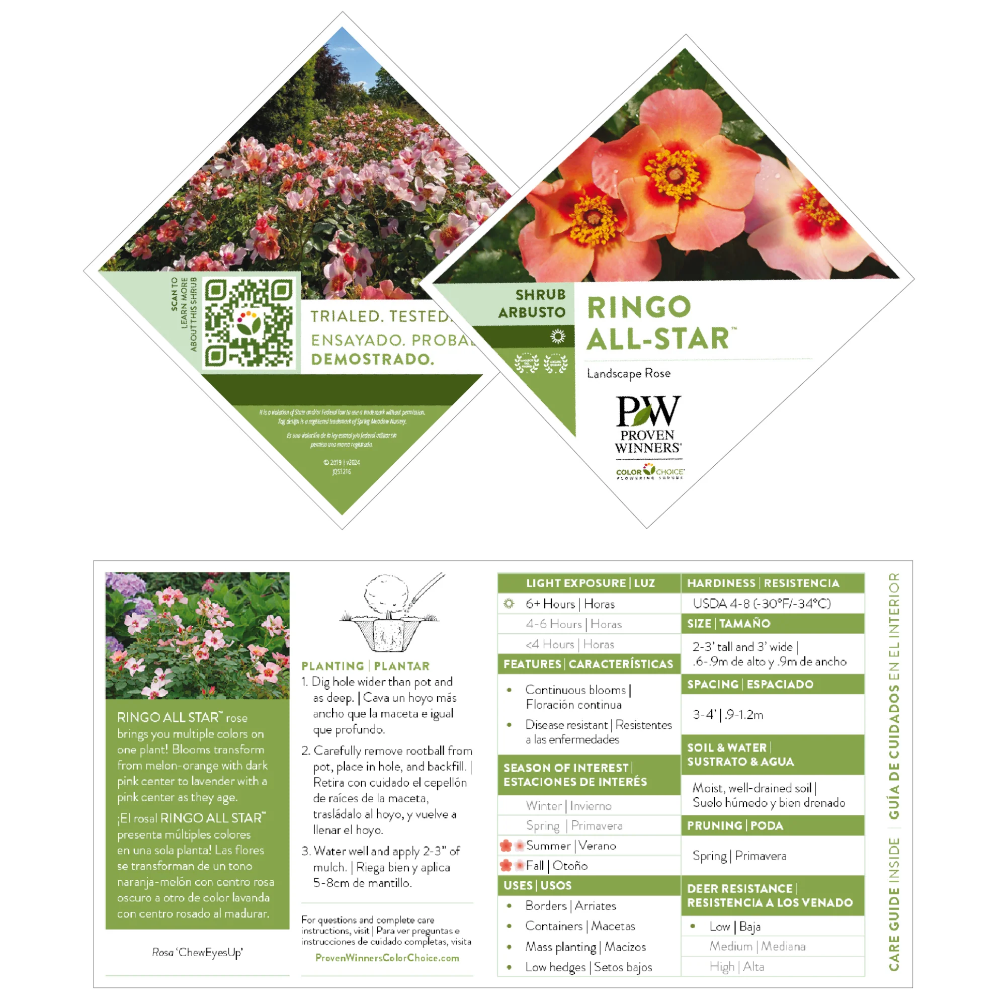 Ringo All-Star™ Rose - Image 8