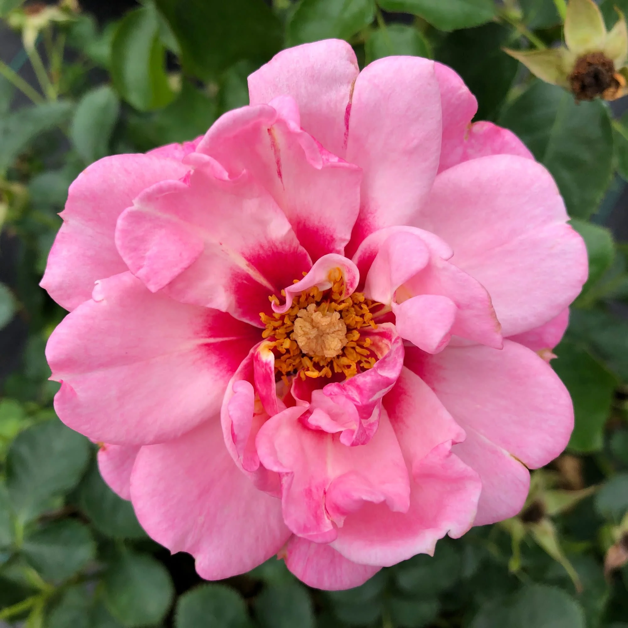 Ringo® Double Pink Rose - Image 3