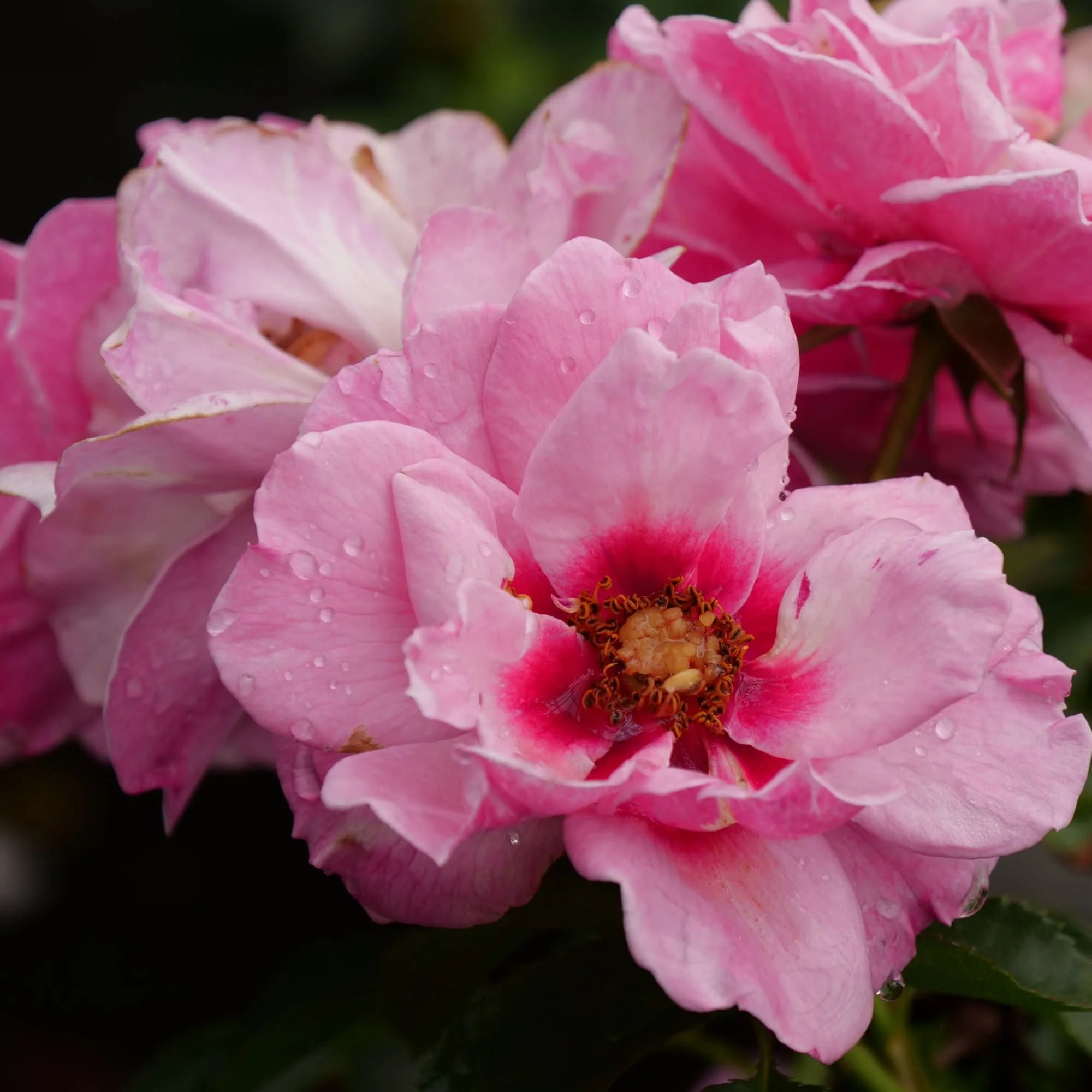 Ringo® Double Pink Rose - Image 4