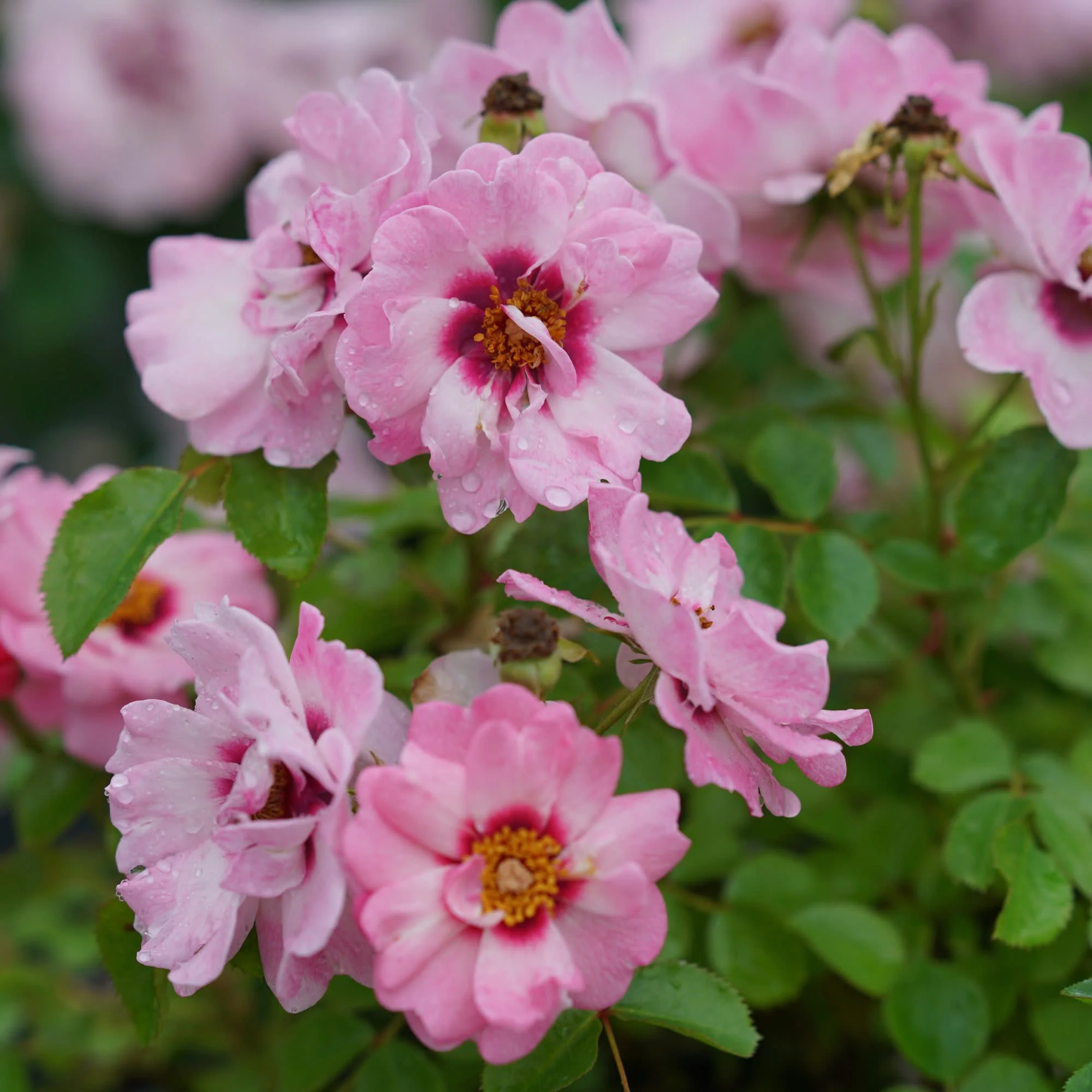 Ringo® Double Pink Rose - Image 5