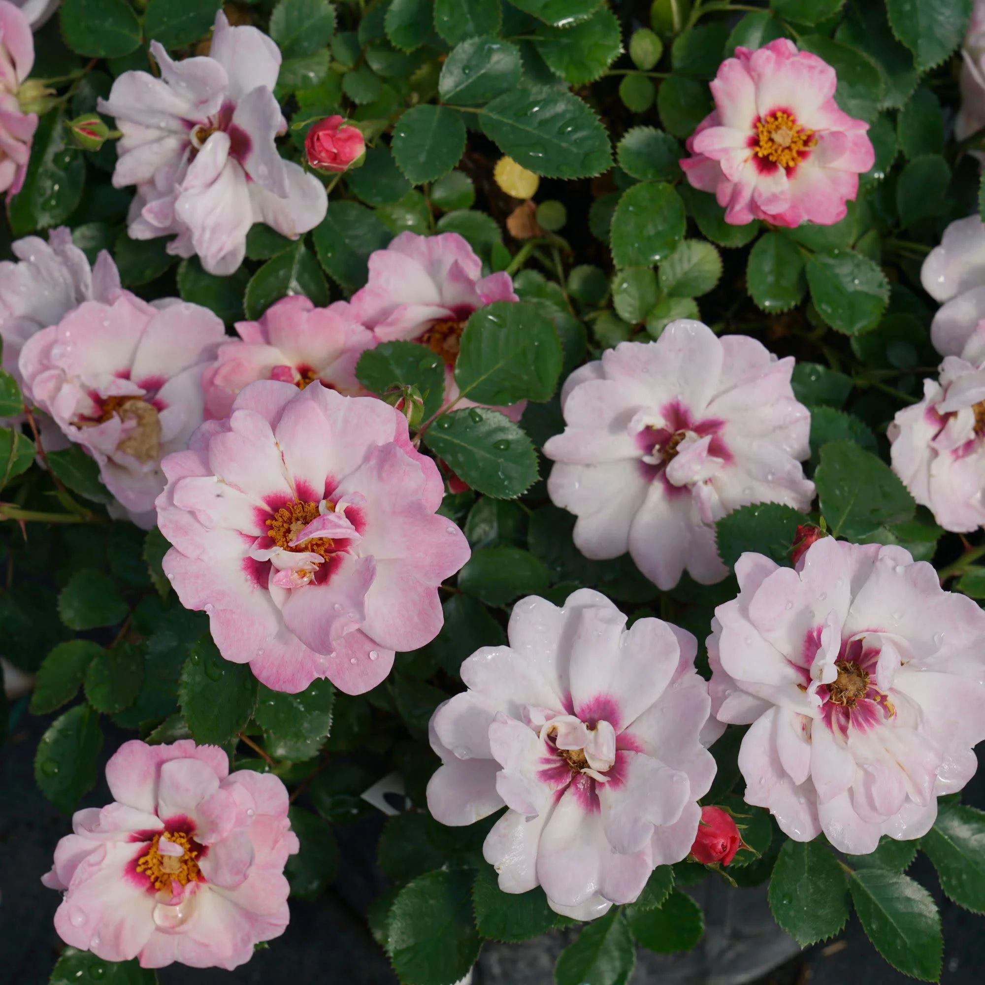 Ringo® Double Pink Rose - Image 6
