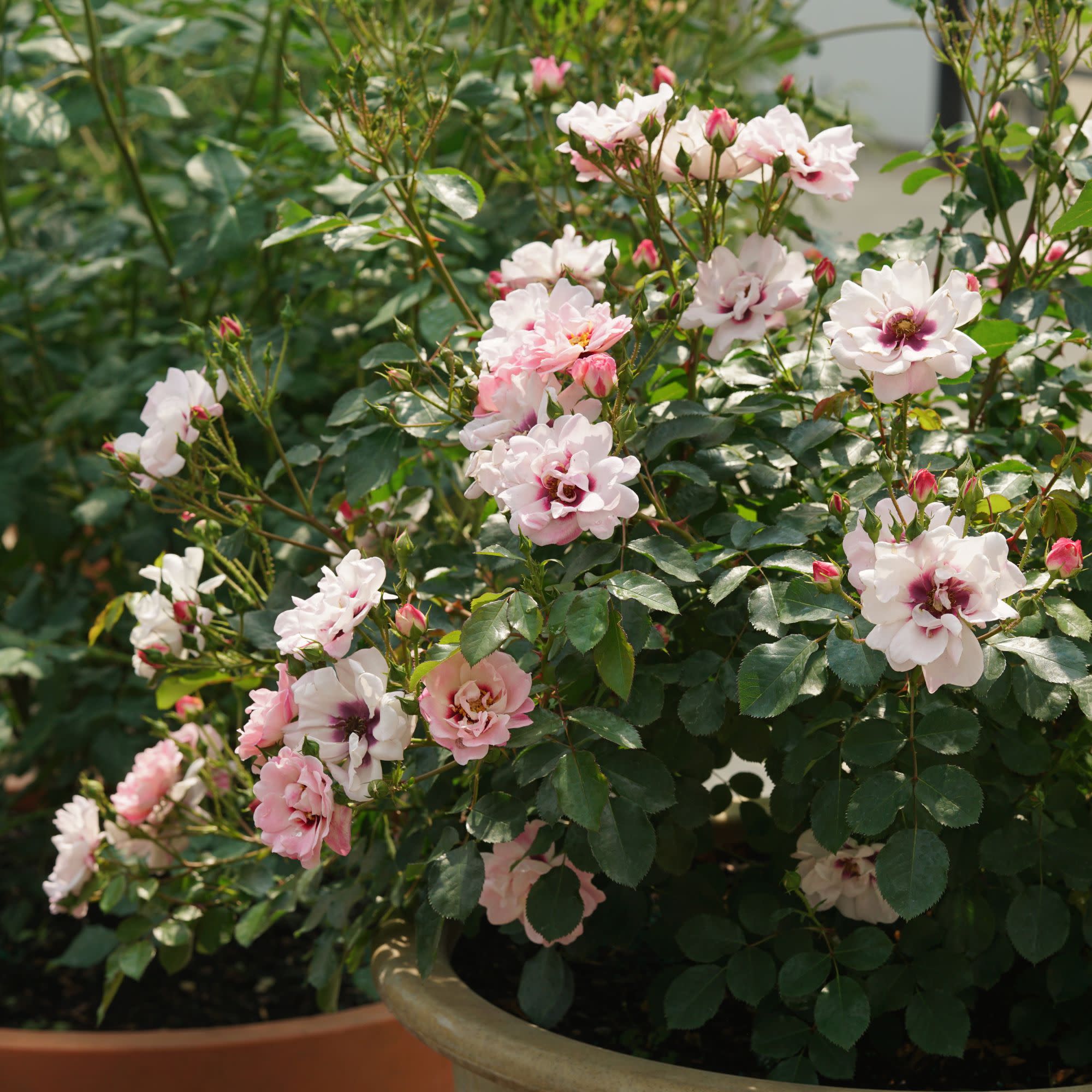 Ringo® Double Pink Rose - Image 7