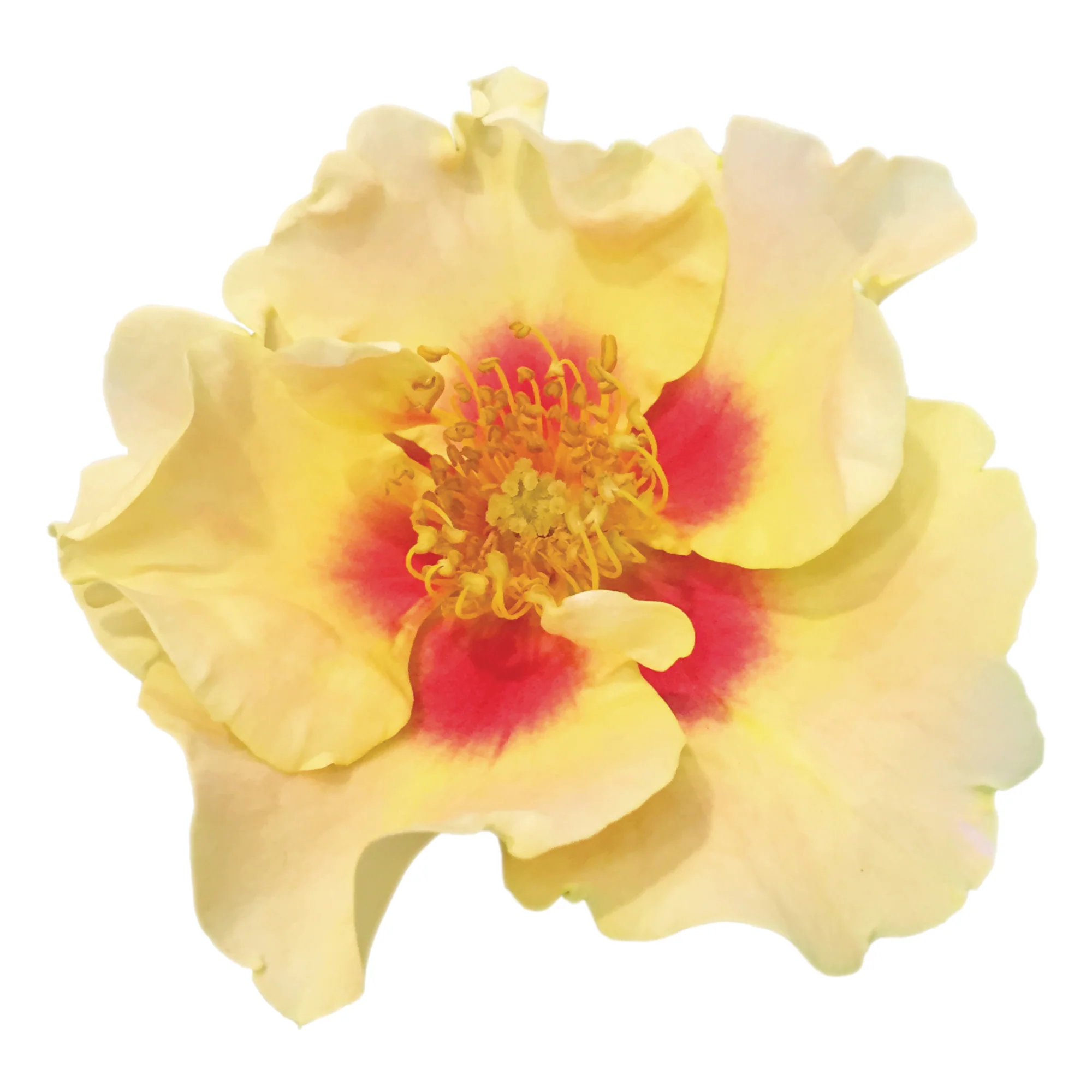 Ringo® Rose - Image 7