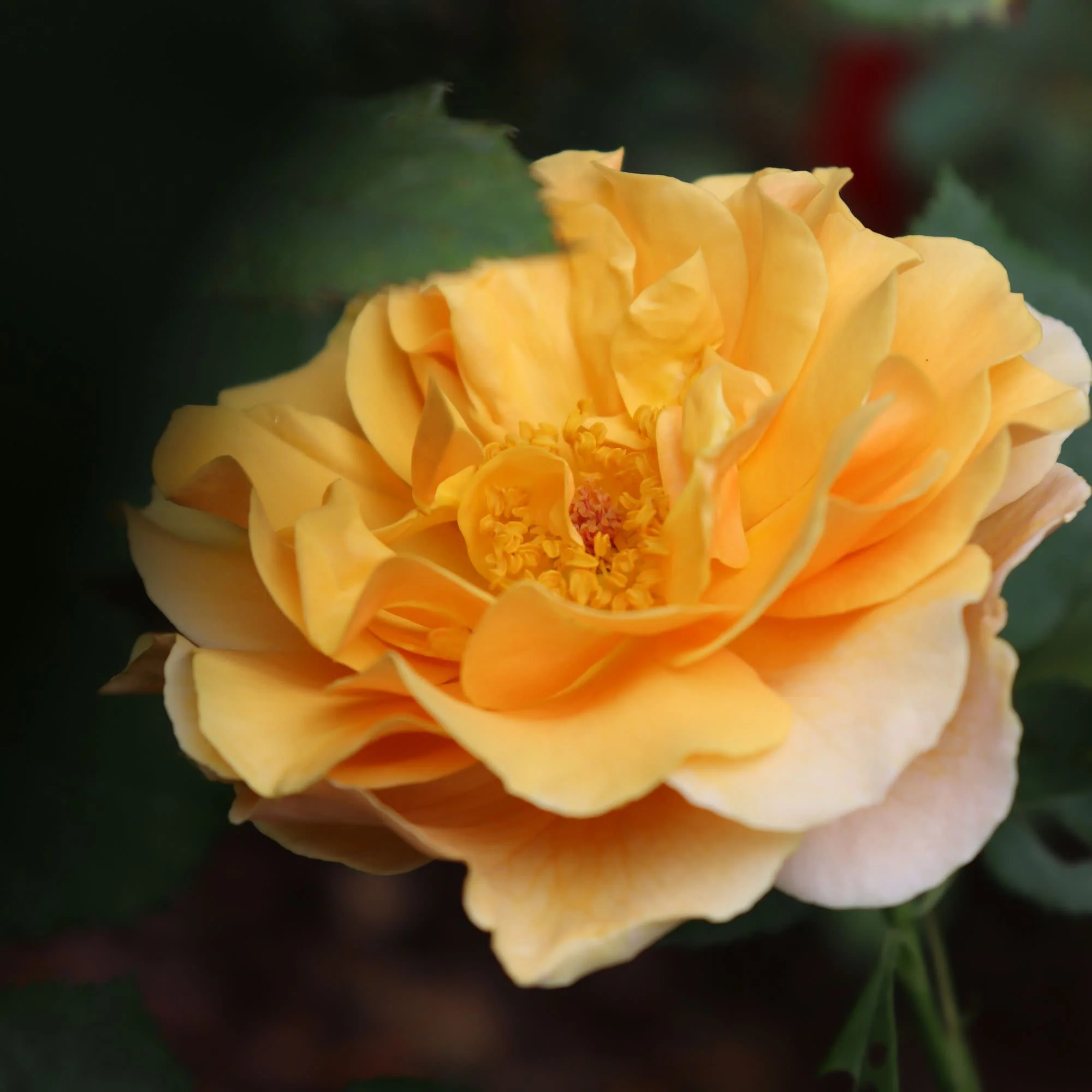 Rise Up Amberness® Rose - Image 5