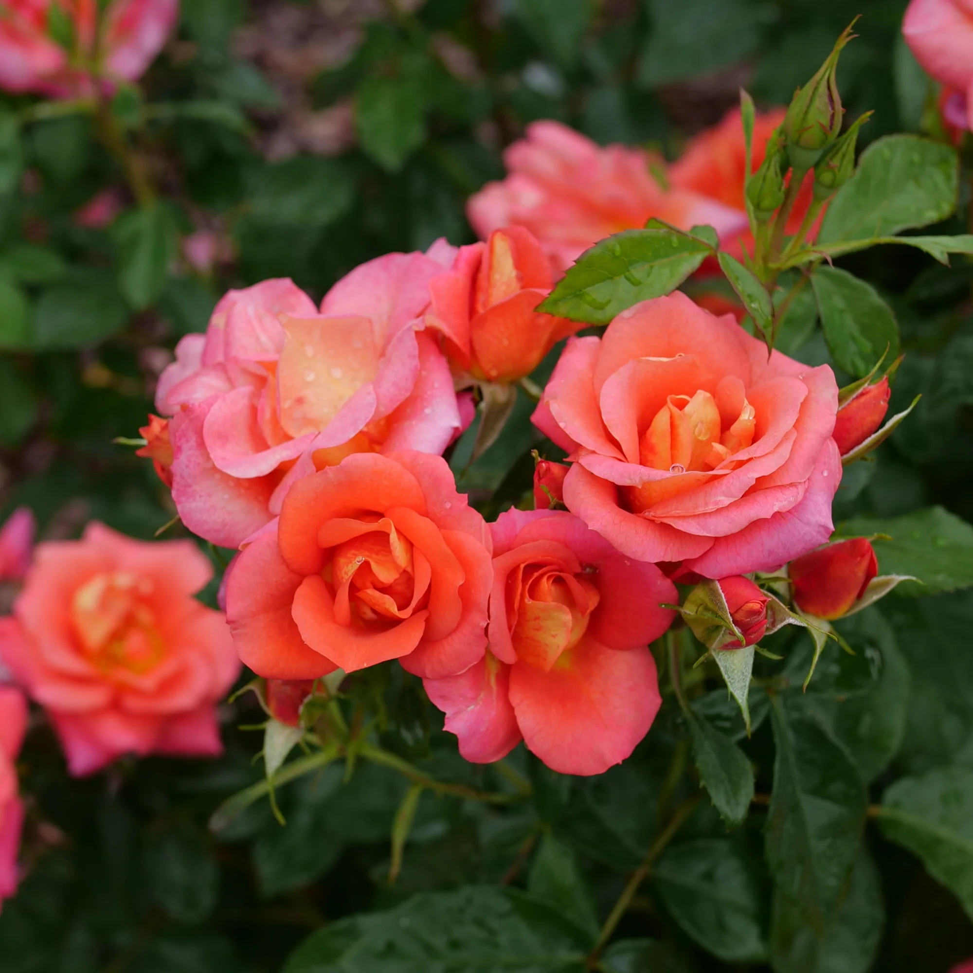 Rise Up Emberays® Rose - Image 3