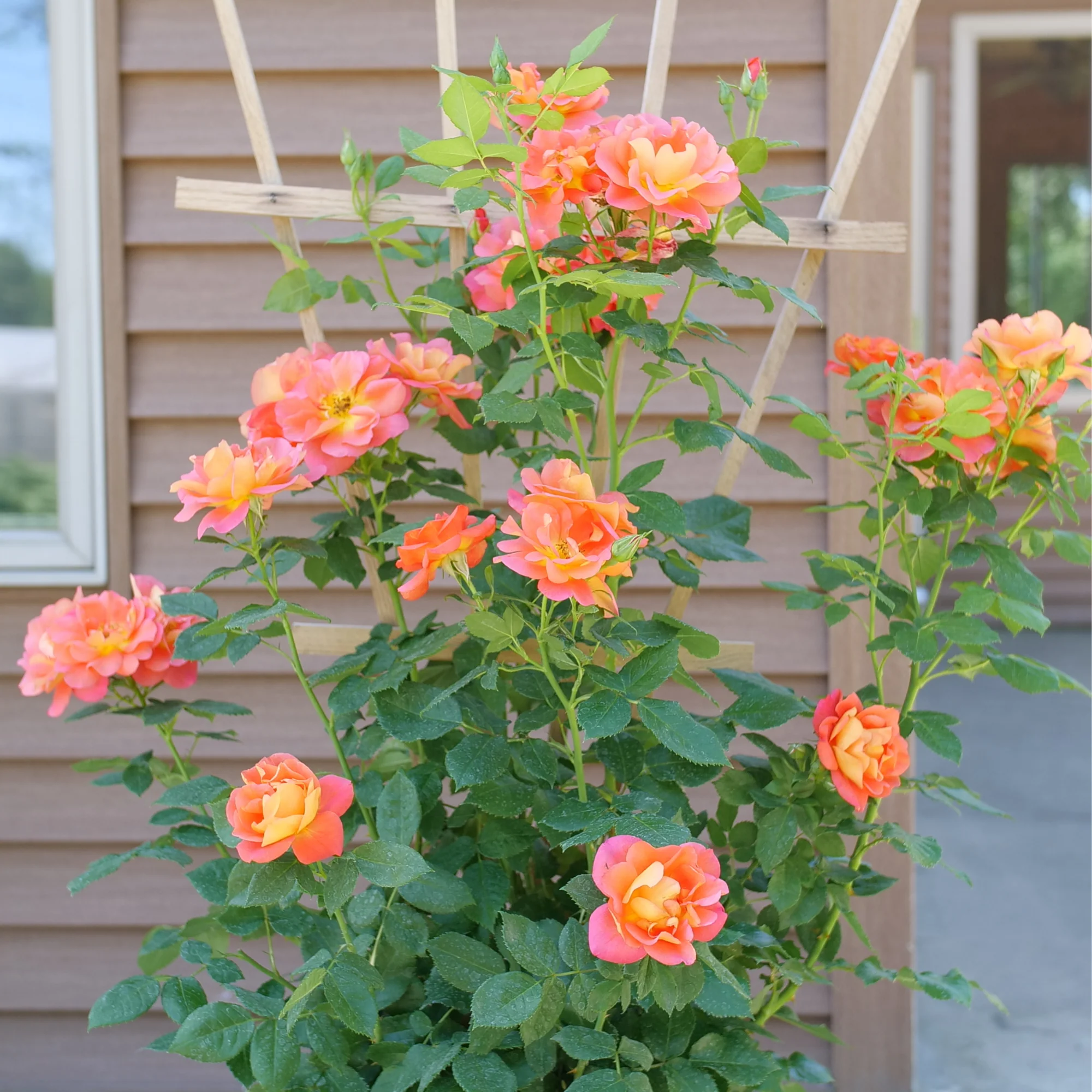 Rise Up Emberays® Rose - Image 4