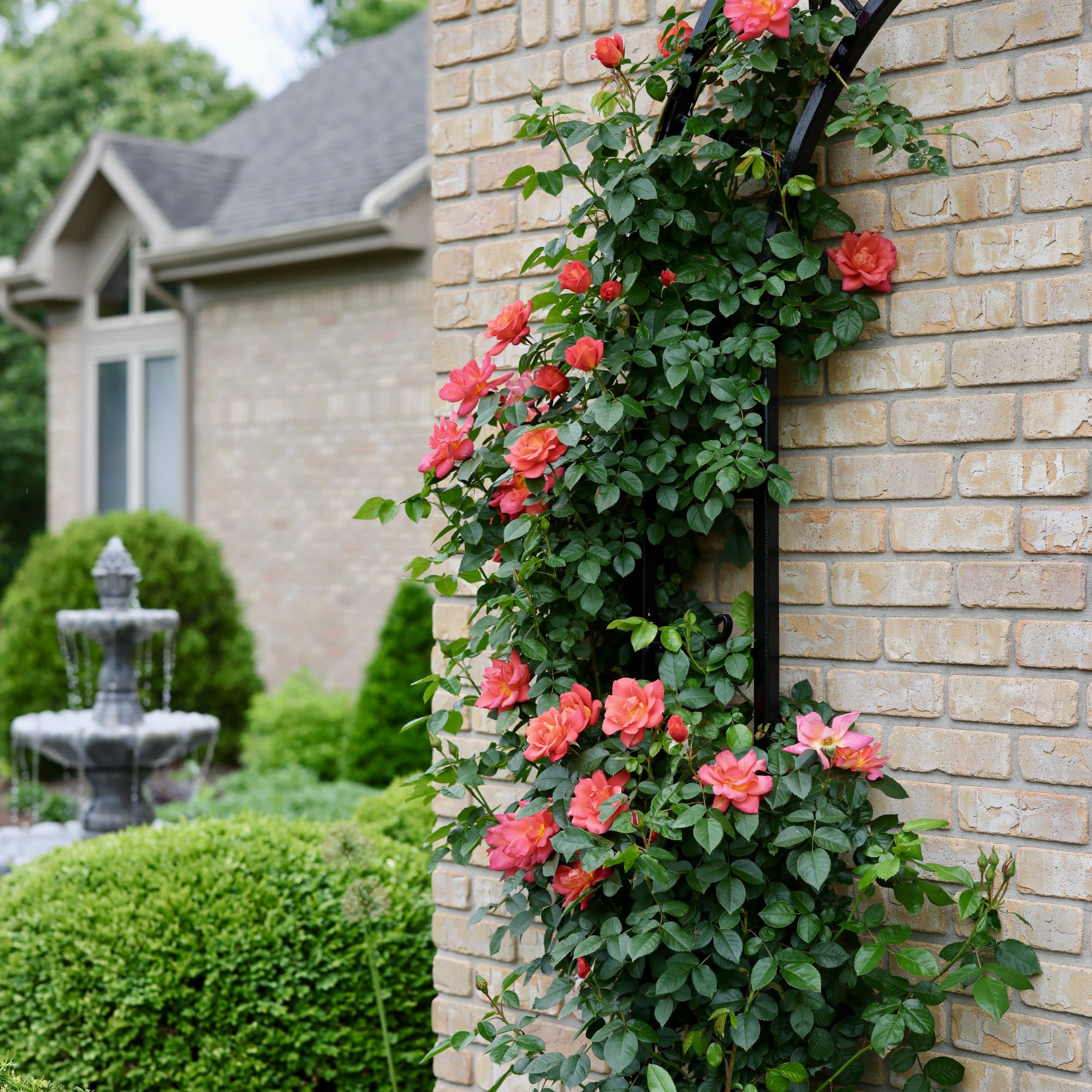 Rise Up Emberays® Rose - Image 5