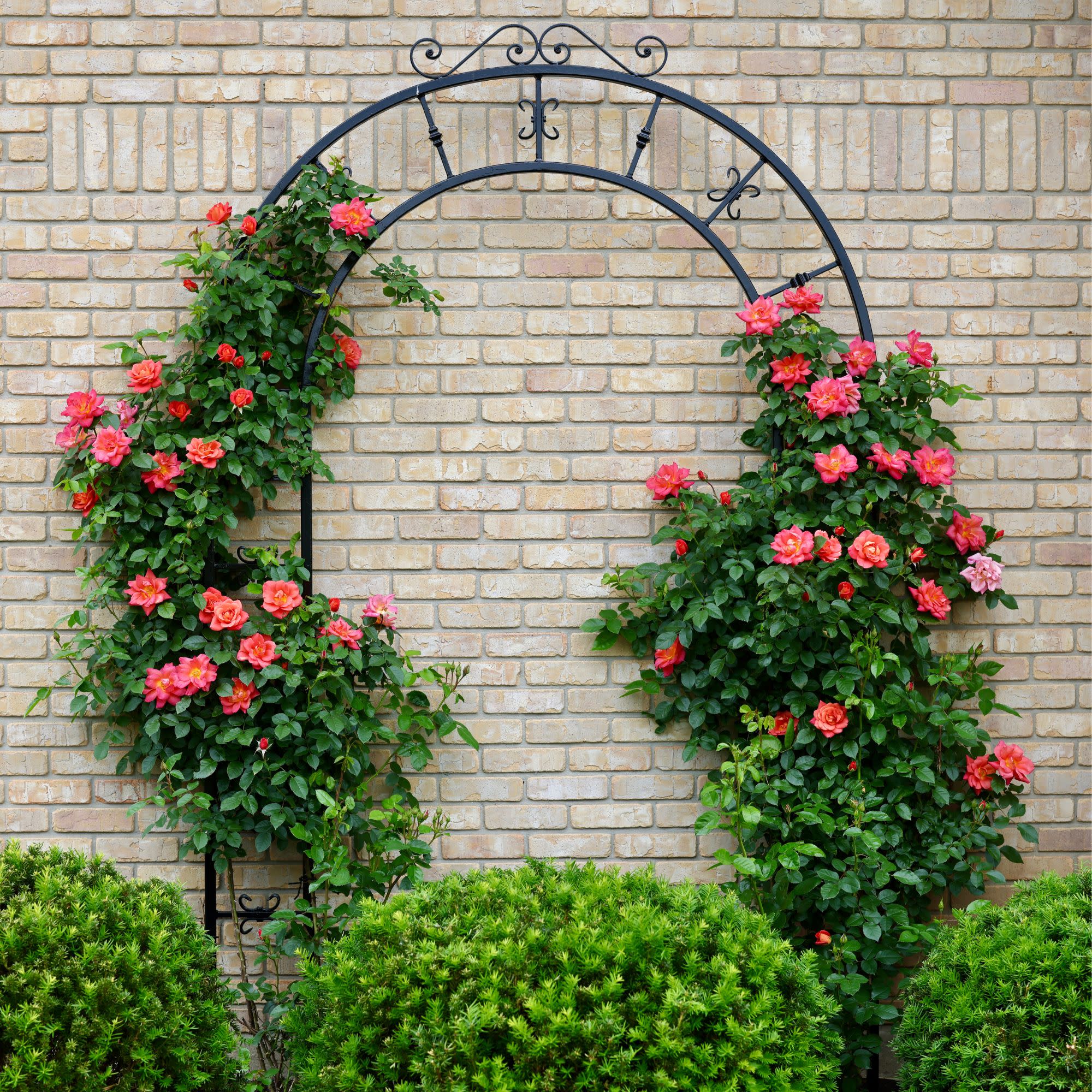Rise Up Emberays® Rose - Image 6