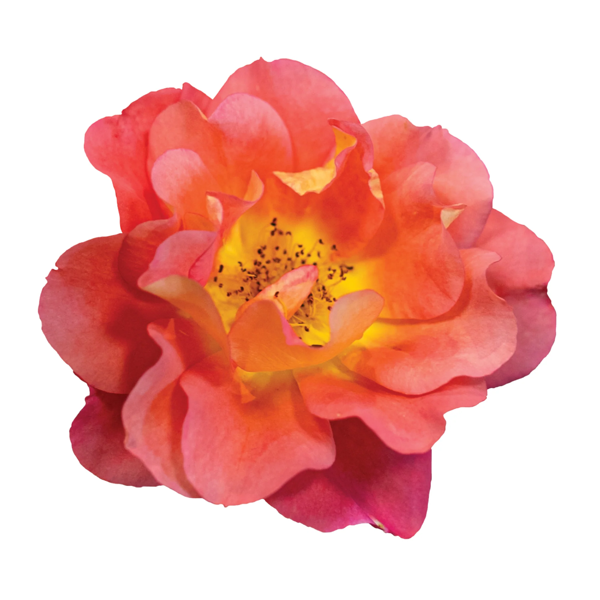 Rise Up Emberays® Rose - Image 7