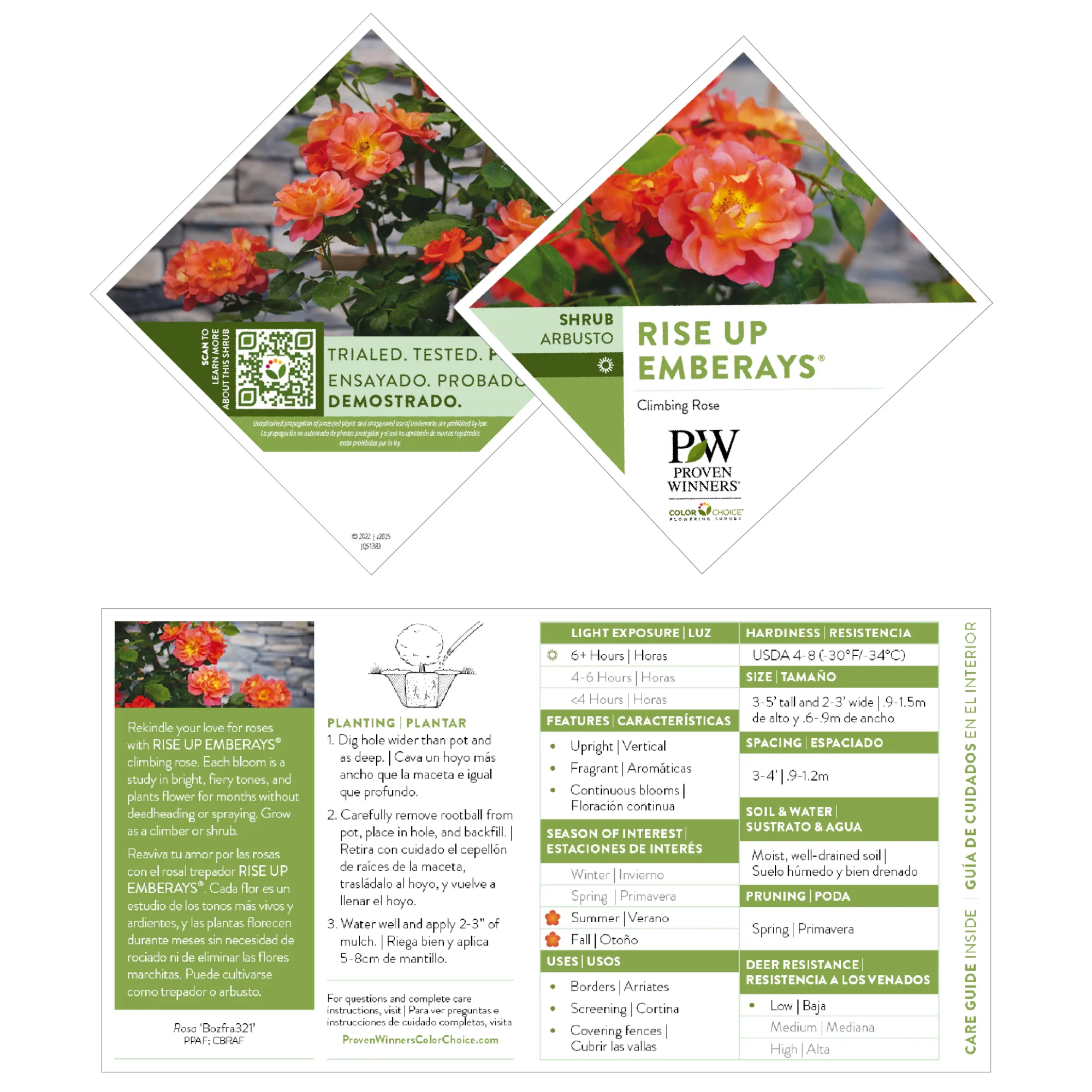 Rise Up Emberays® Rose - Image 9