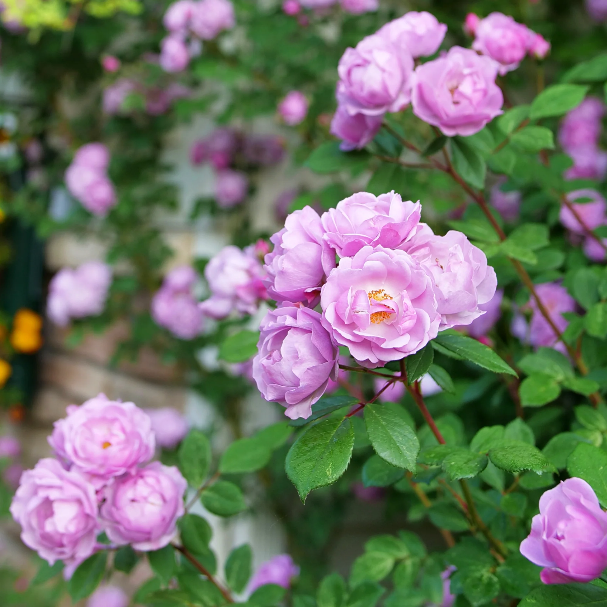 Rise Up Lilac Days® Rose - Image 4