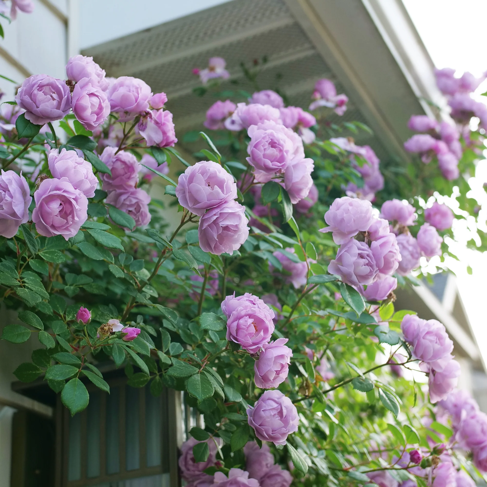 Rise Up Lilac Days® Rose - Image 5