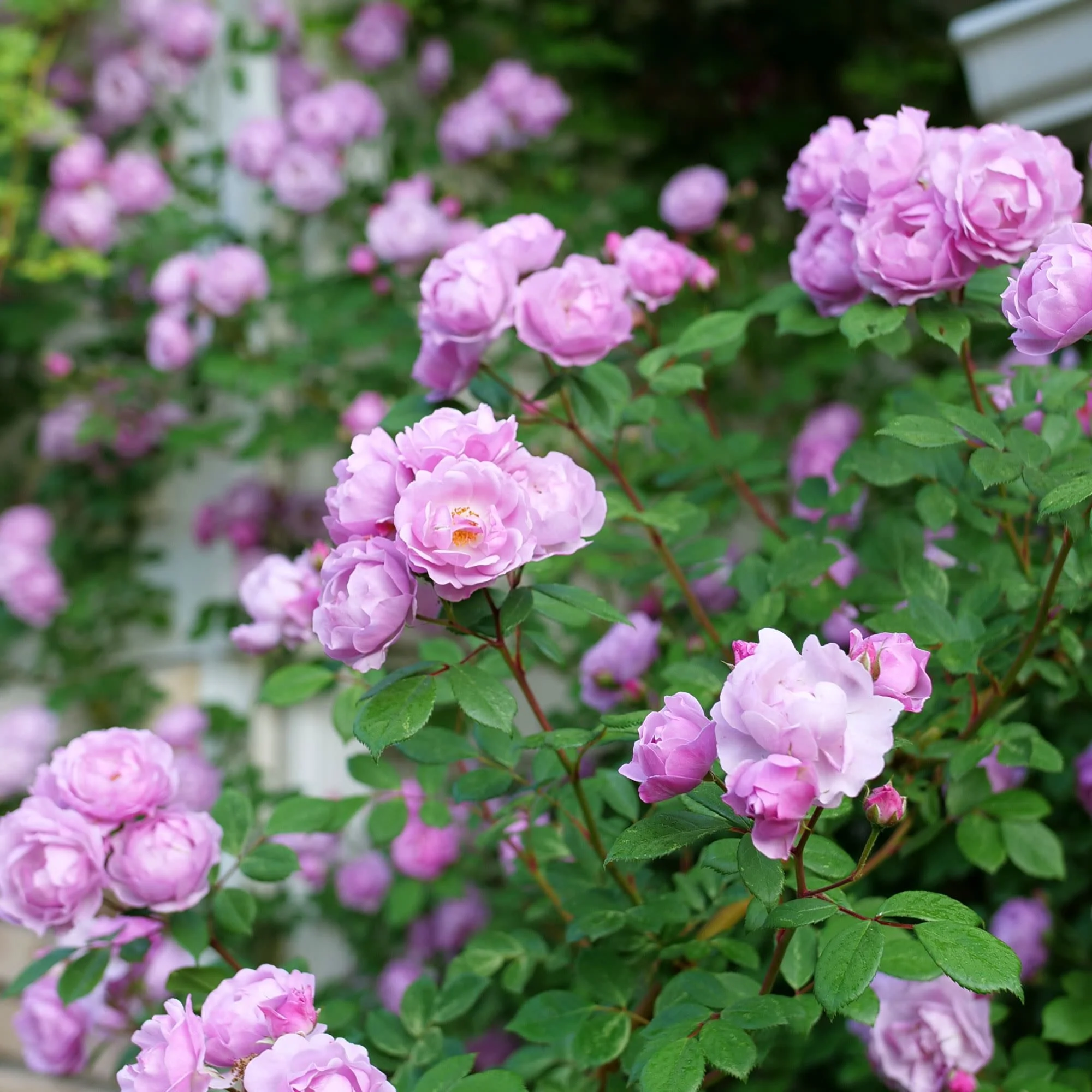 Rise Up Lilac Days® Rose - Image 6