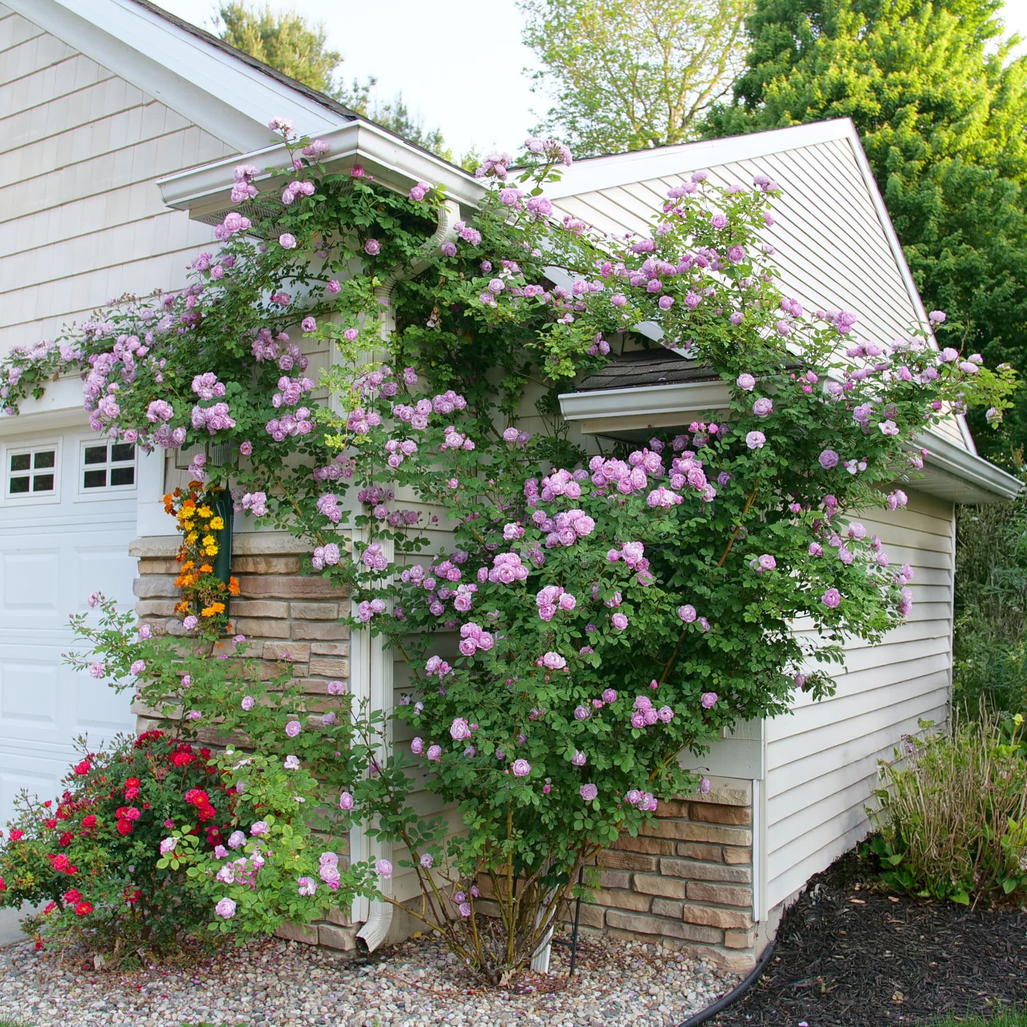 Rise Up Lilac Days® Rose - Image 7