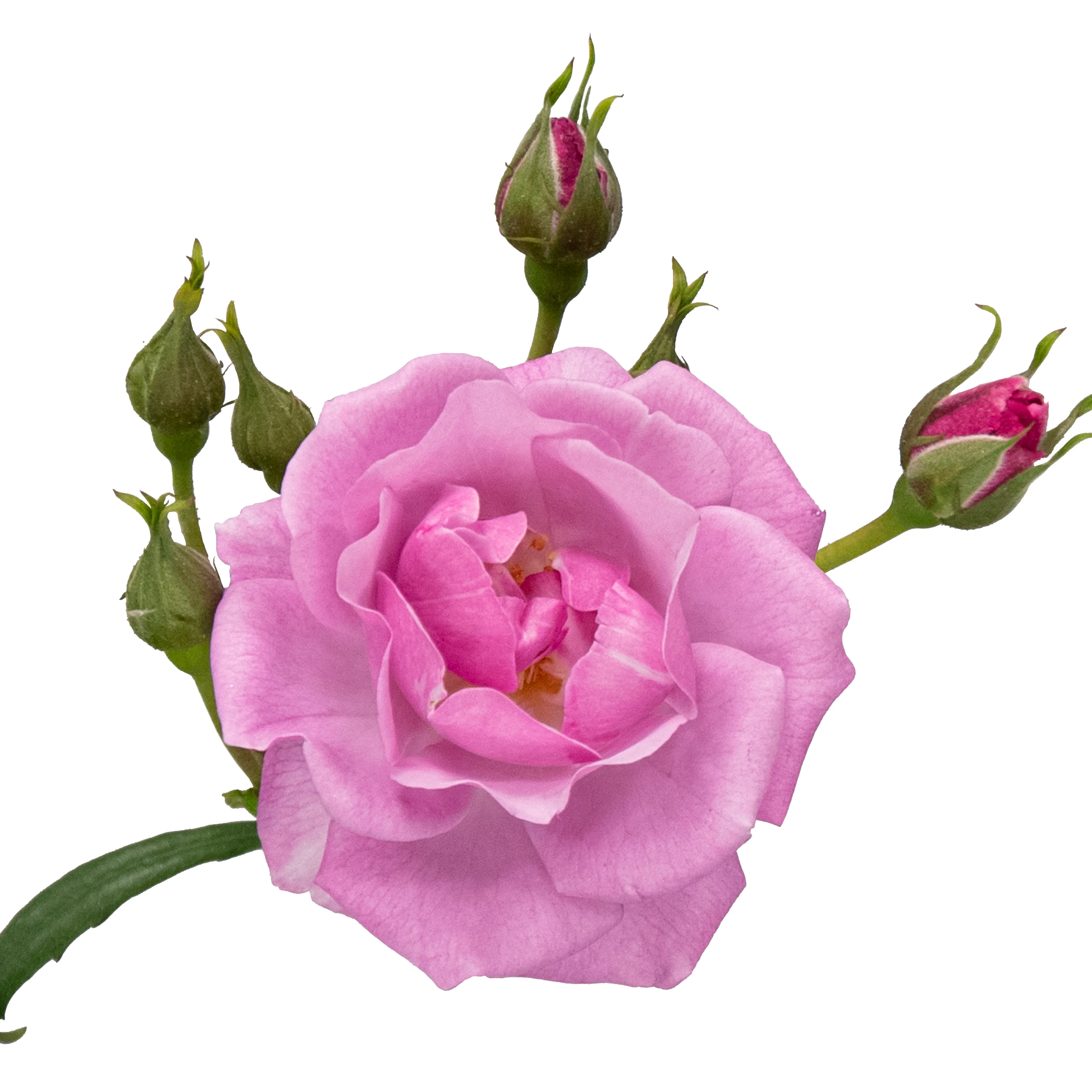 Rise Up Lilac Days® Rose - Image 8