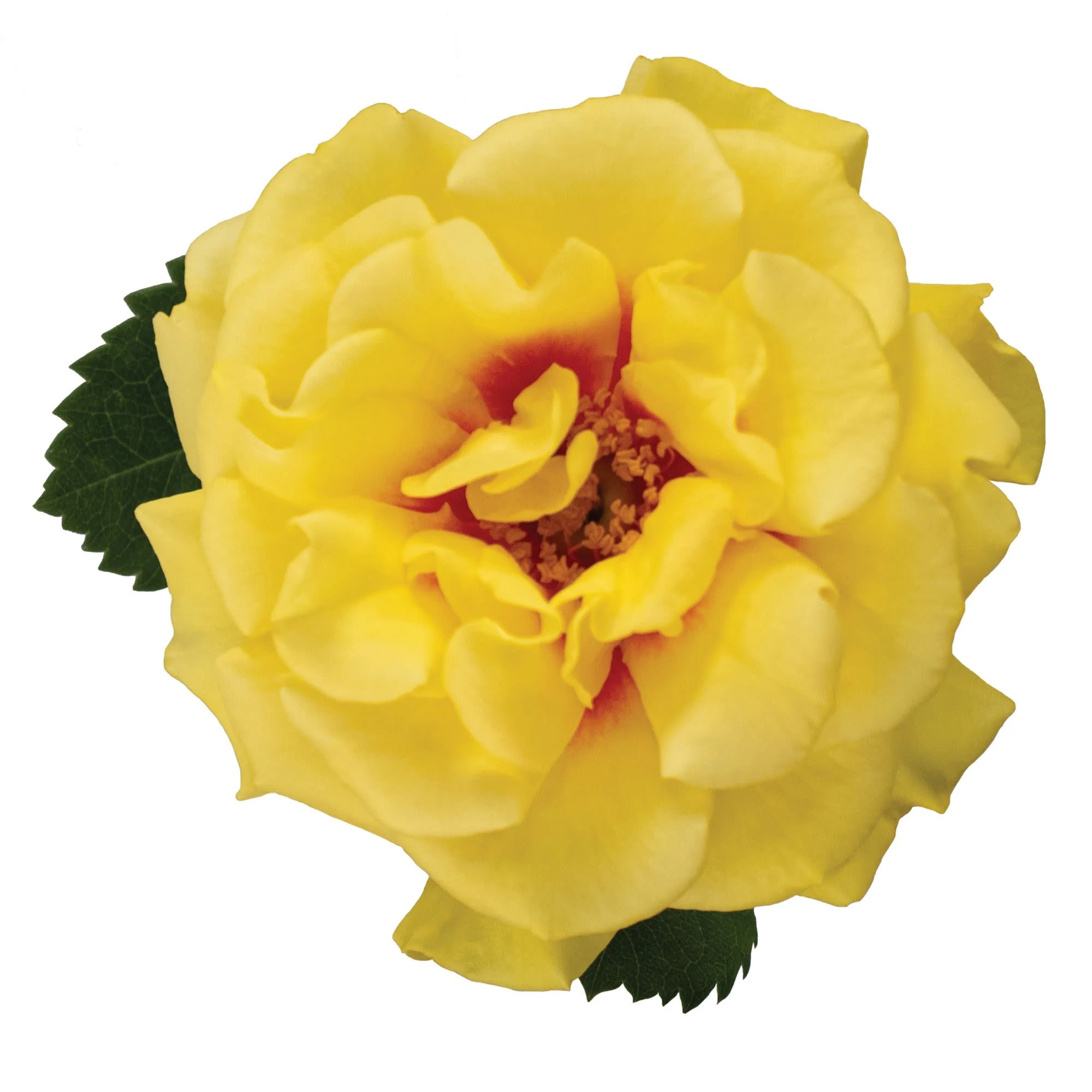 Rise Up® Ringo® Rose - Image 11