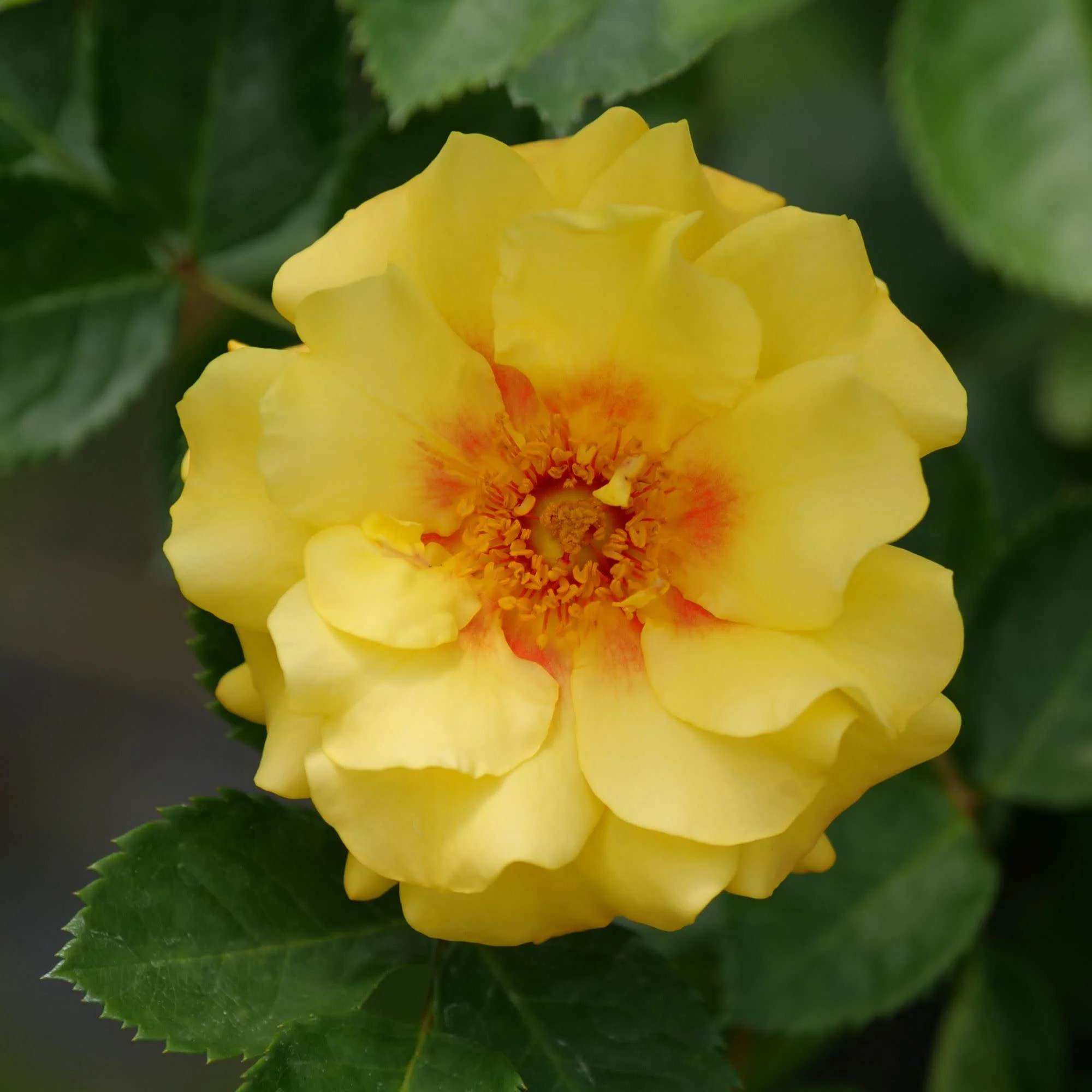 Rise Up® Ringo® Rose - Image 3