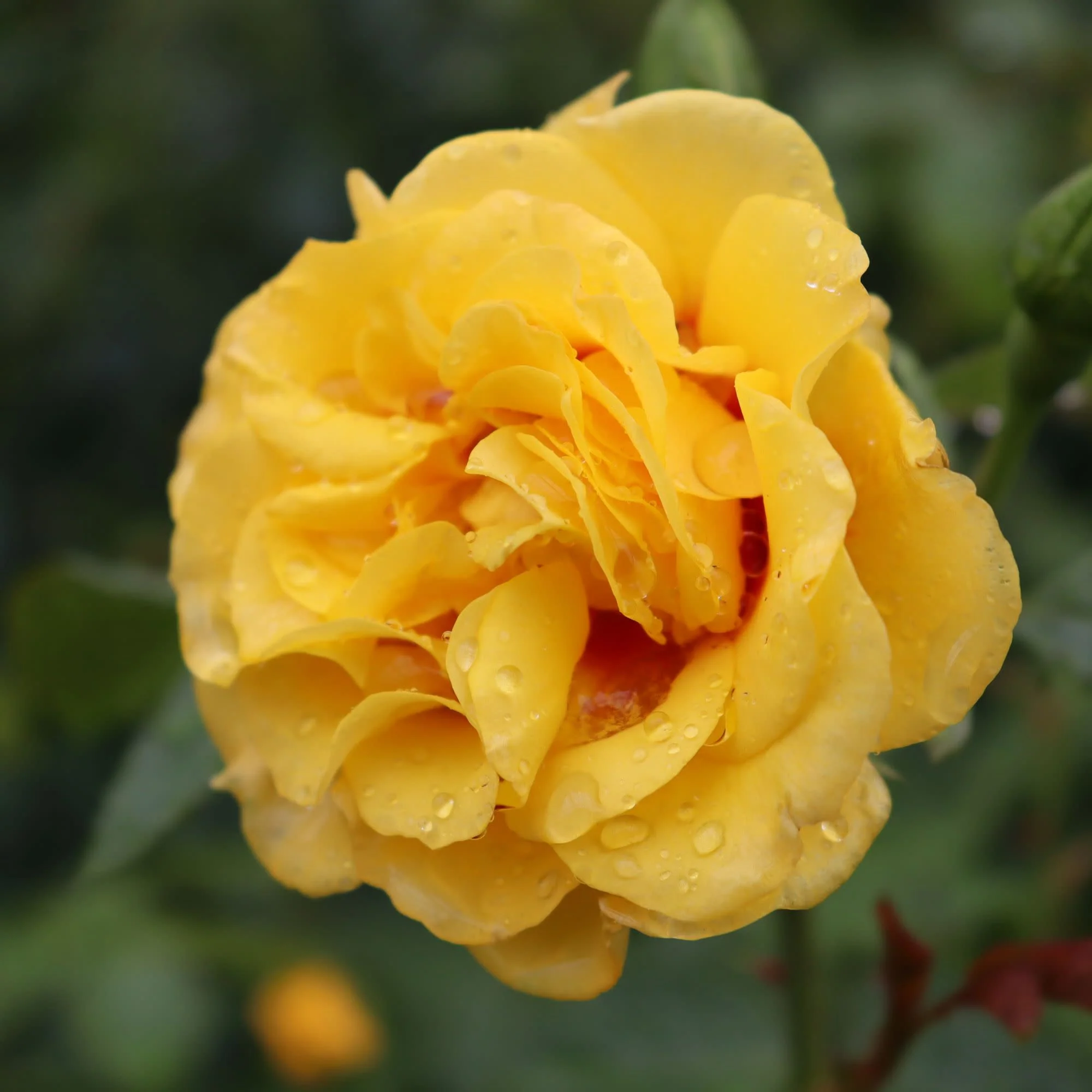 Rise Up® Ringo® Rose - Image 4