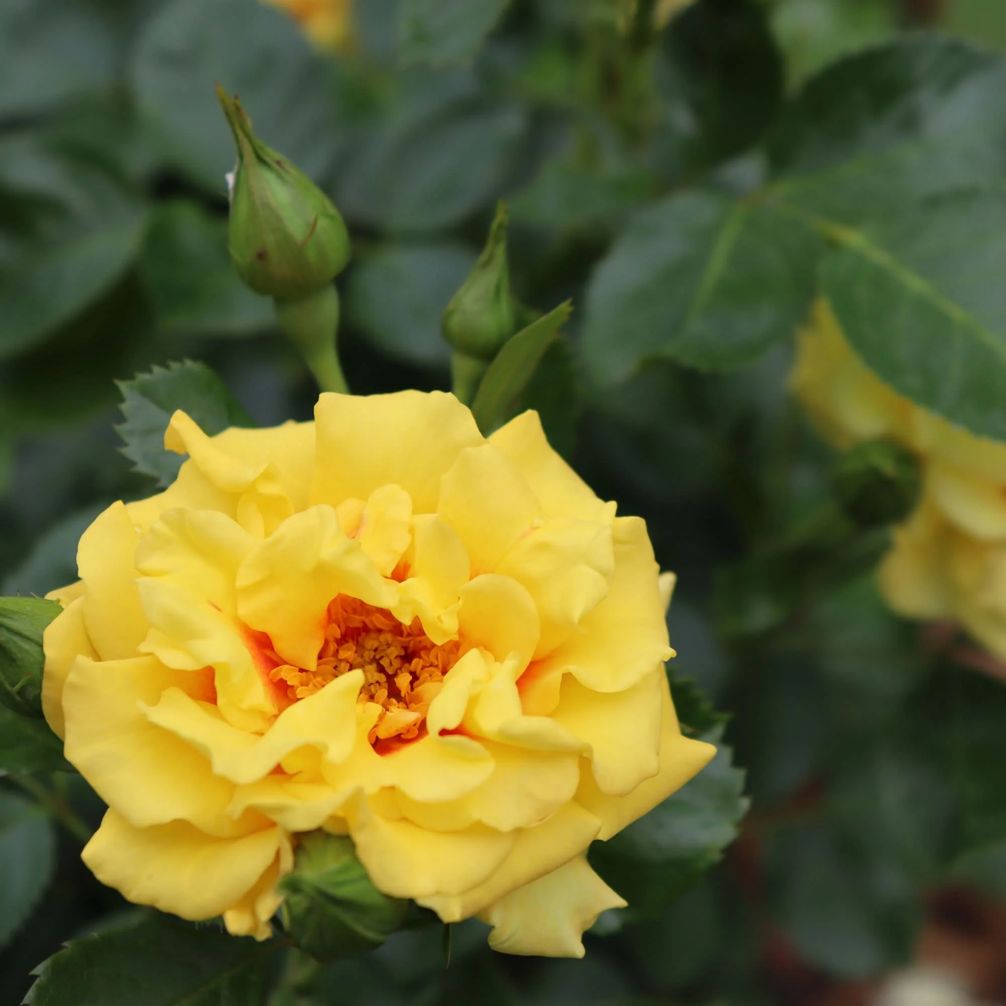 Rise Up® Ringo® Rose - Image 5