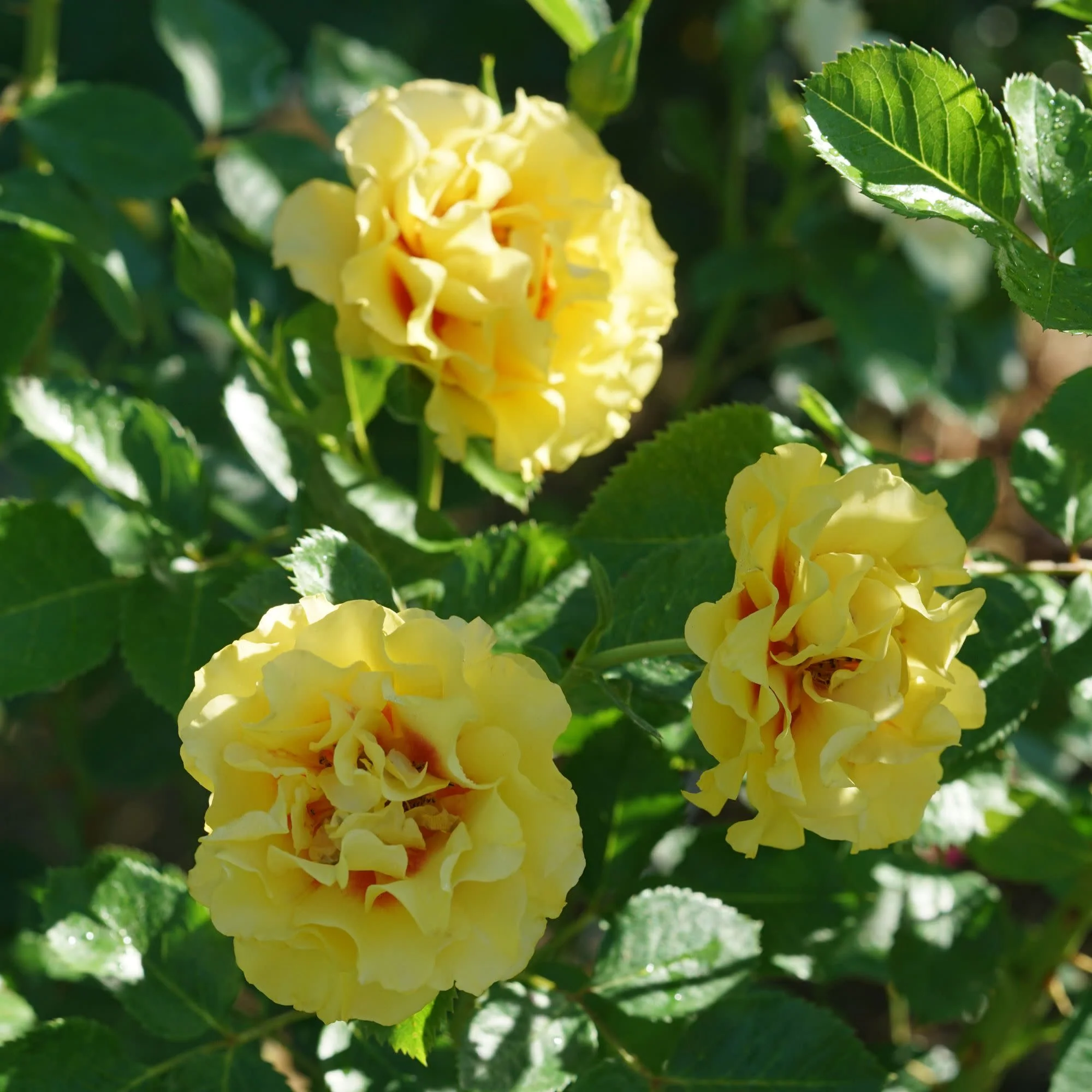 Rise Up® Ringo® Rose - Image 6