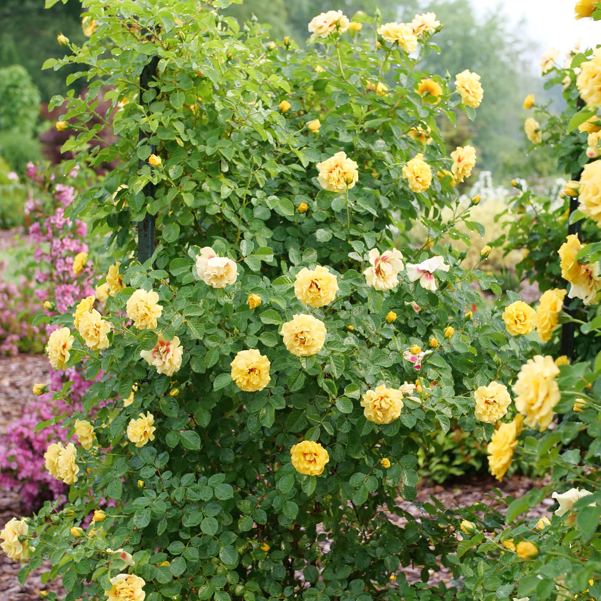 Rise Up® Ringo® Rose - Image 7