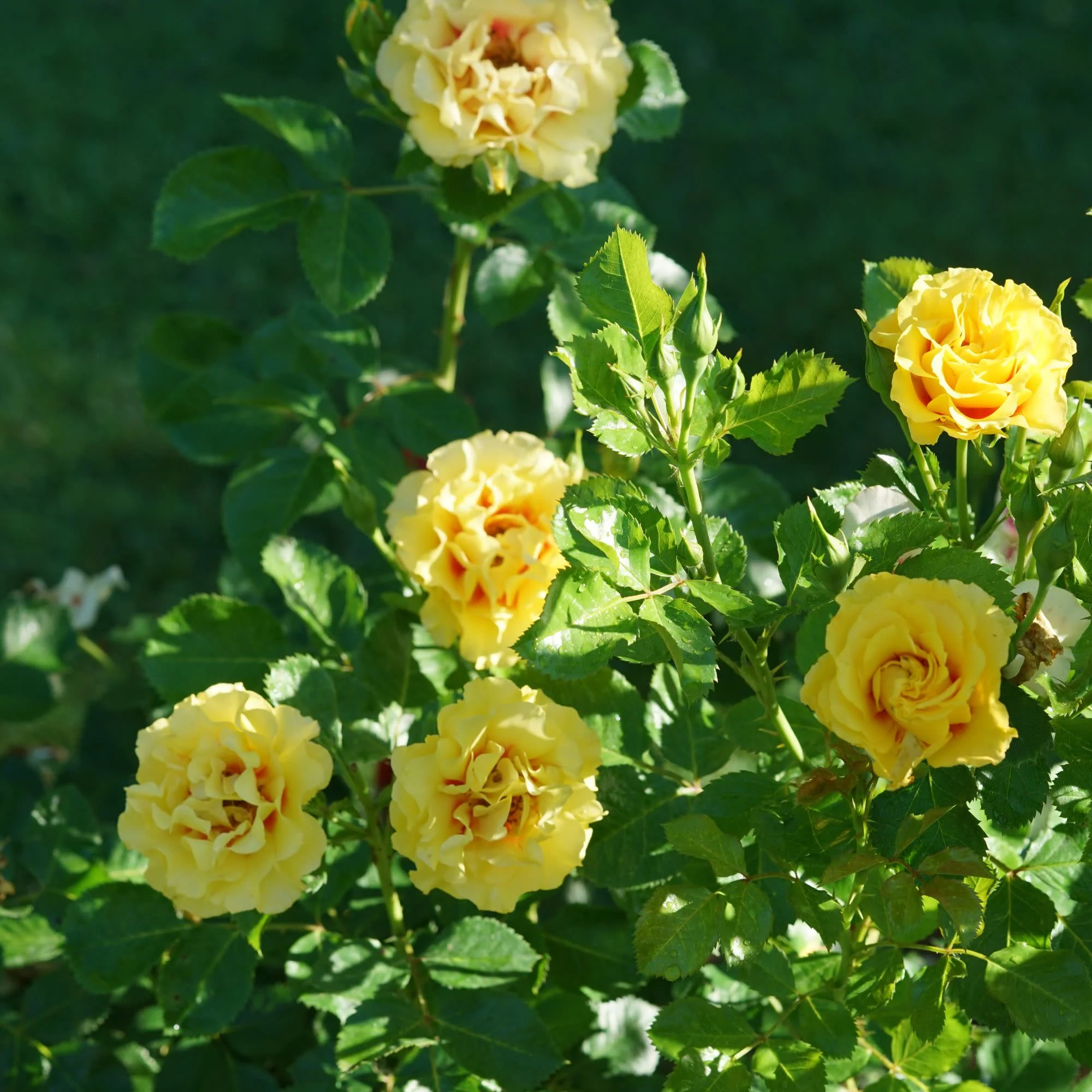 Rise Up® Ringo® Rose - Image 8