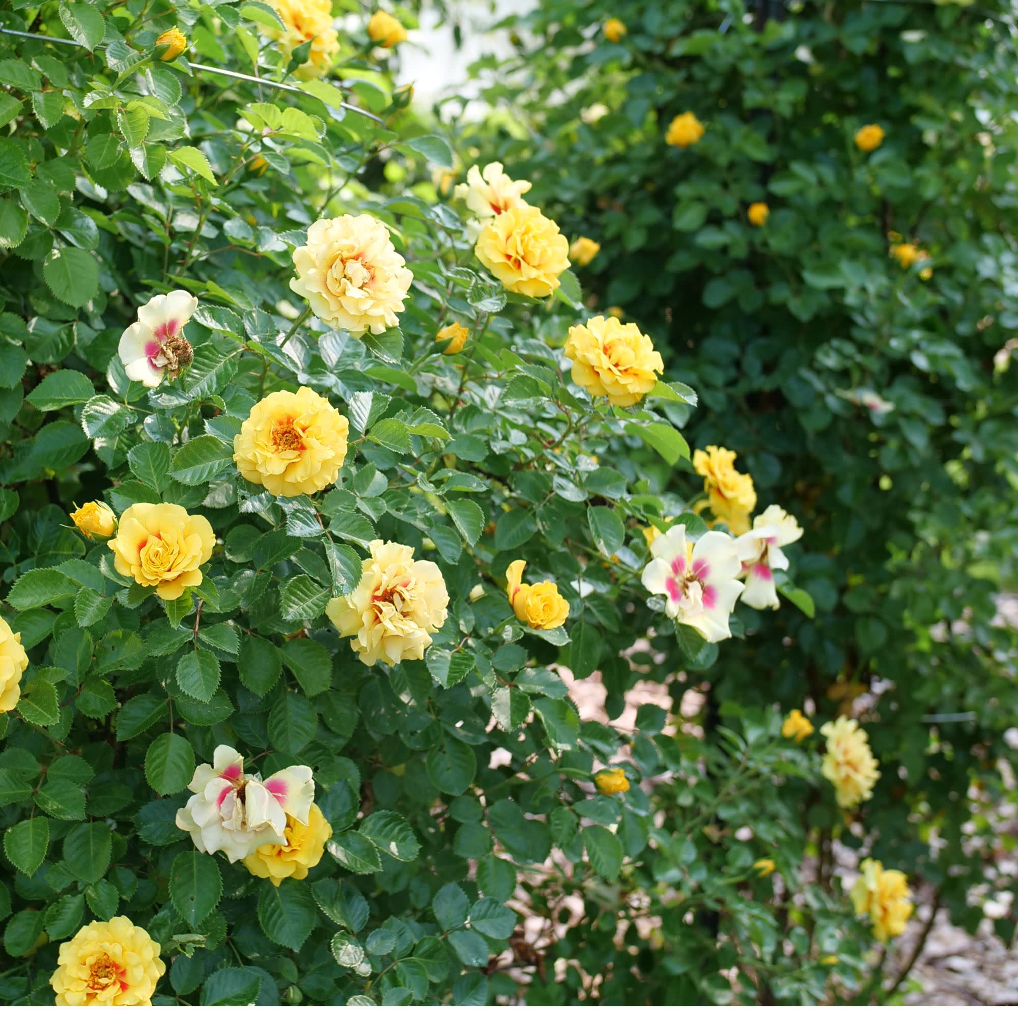 Rise Up® Ringo® Rose - Image 9