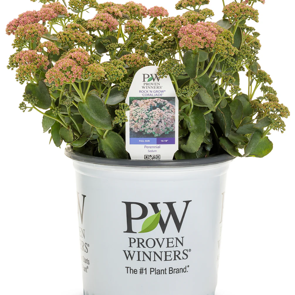 Rock 'N Grow® 'Coraljade' Stonecrop (Sedum) - Image 3