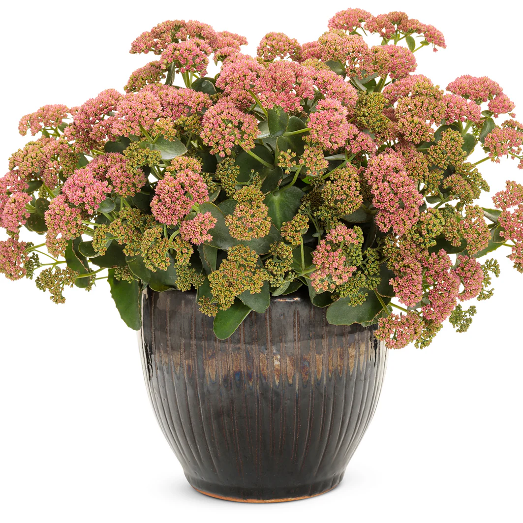 Rock 'N Grow® 'Coraljade' Stonecrop (Sedum) - Image 5