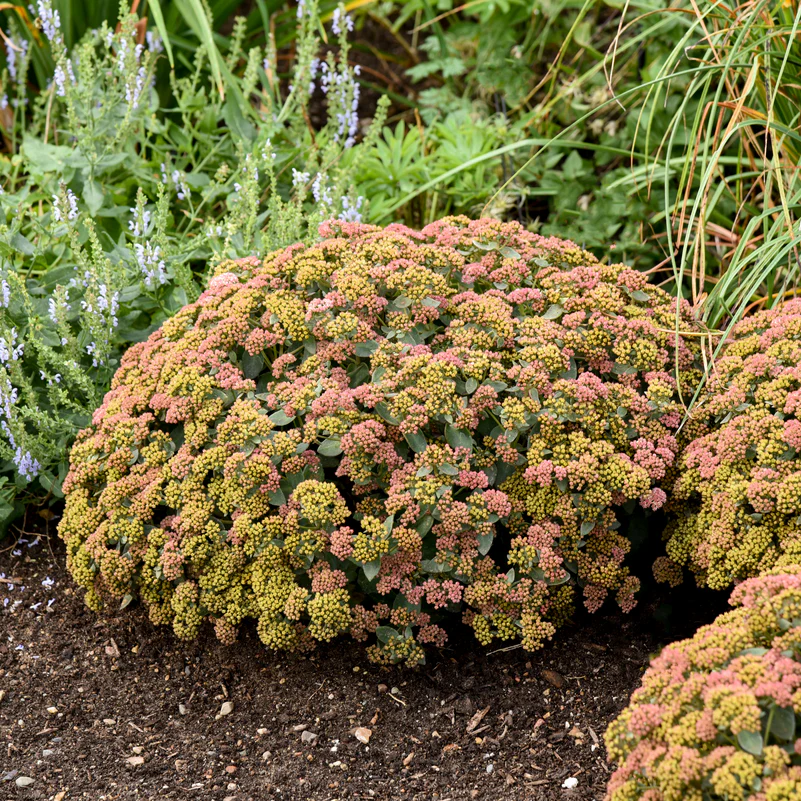 Rock 'N Grow® 'Coraljade' Stonecrop (Sedum) - Image 6