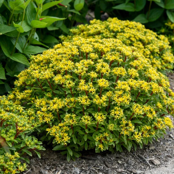 Rock 'N Grow® 'Bright Idea' Stonecrop (Sedum) - Image 5
