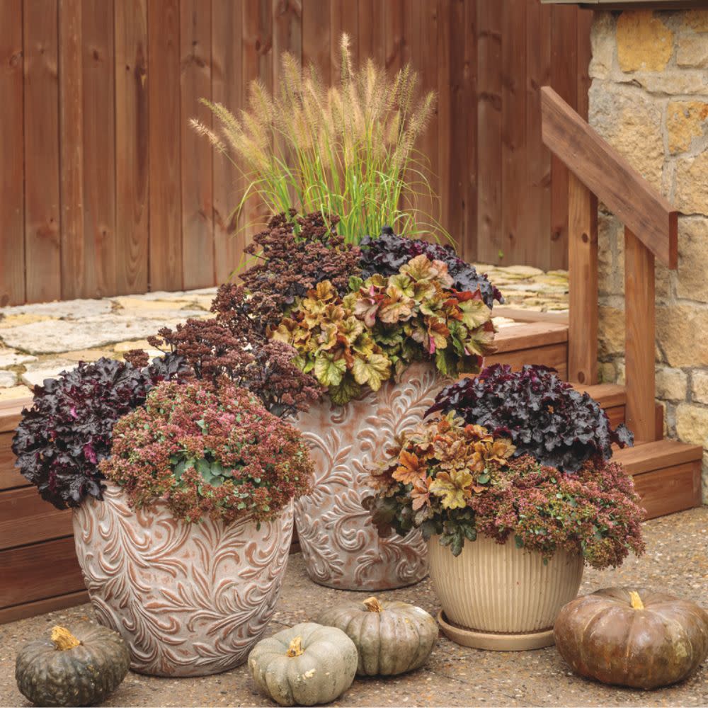 Rock 'N Round® 'Popstar' Stonecrop (Sedum) - Image 7
