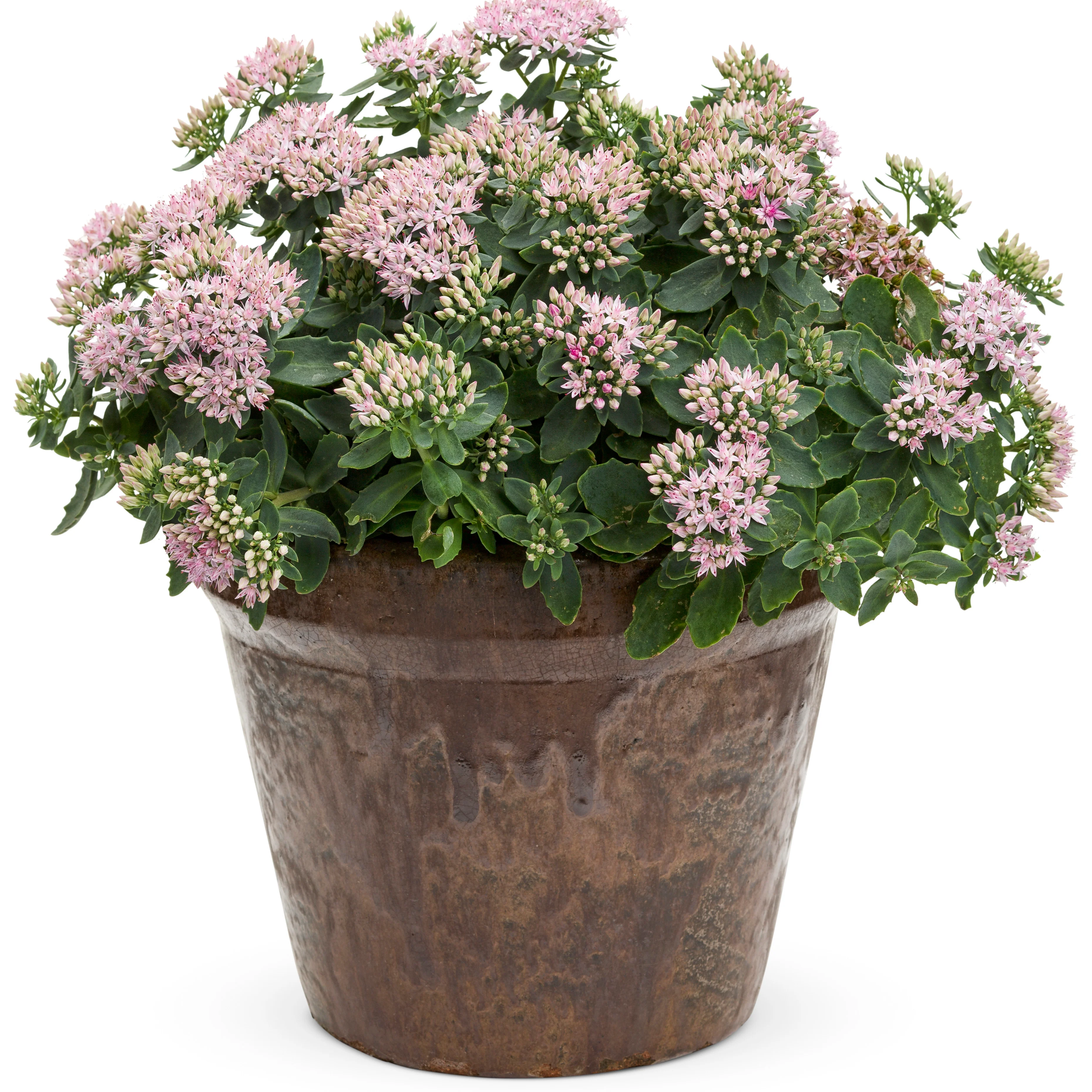 Rock 'N Round® 'Pure Joy' Stonecrop (Sedum) - Image 3