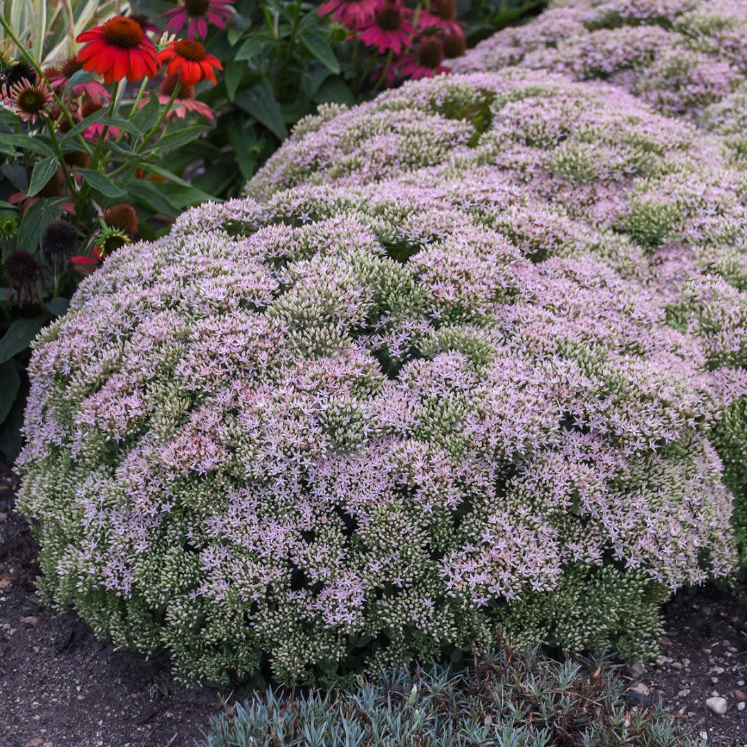 Rock 'N Round® 'Pure Joy' Stonecrop (Sedum) - Image 4