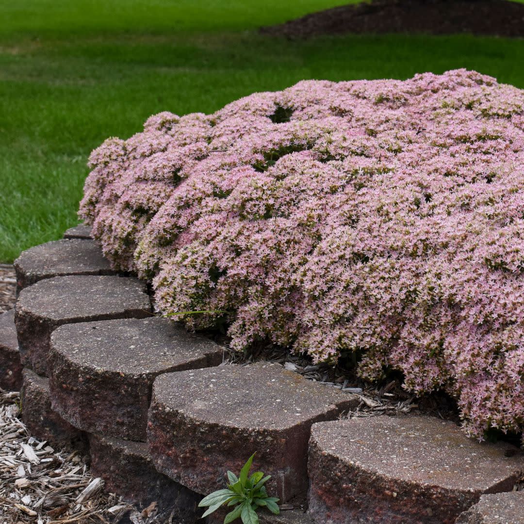 Rock 'N Round® 'Pure Joy' Stonecrop (Sedum) - Image 5