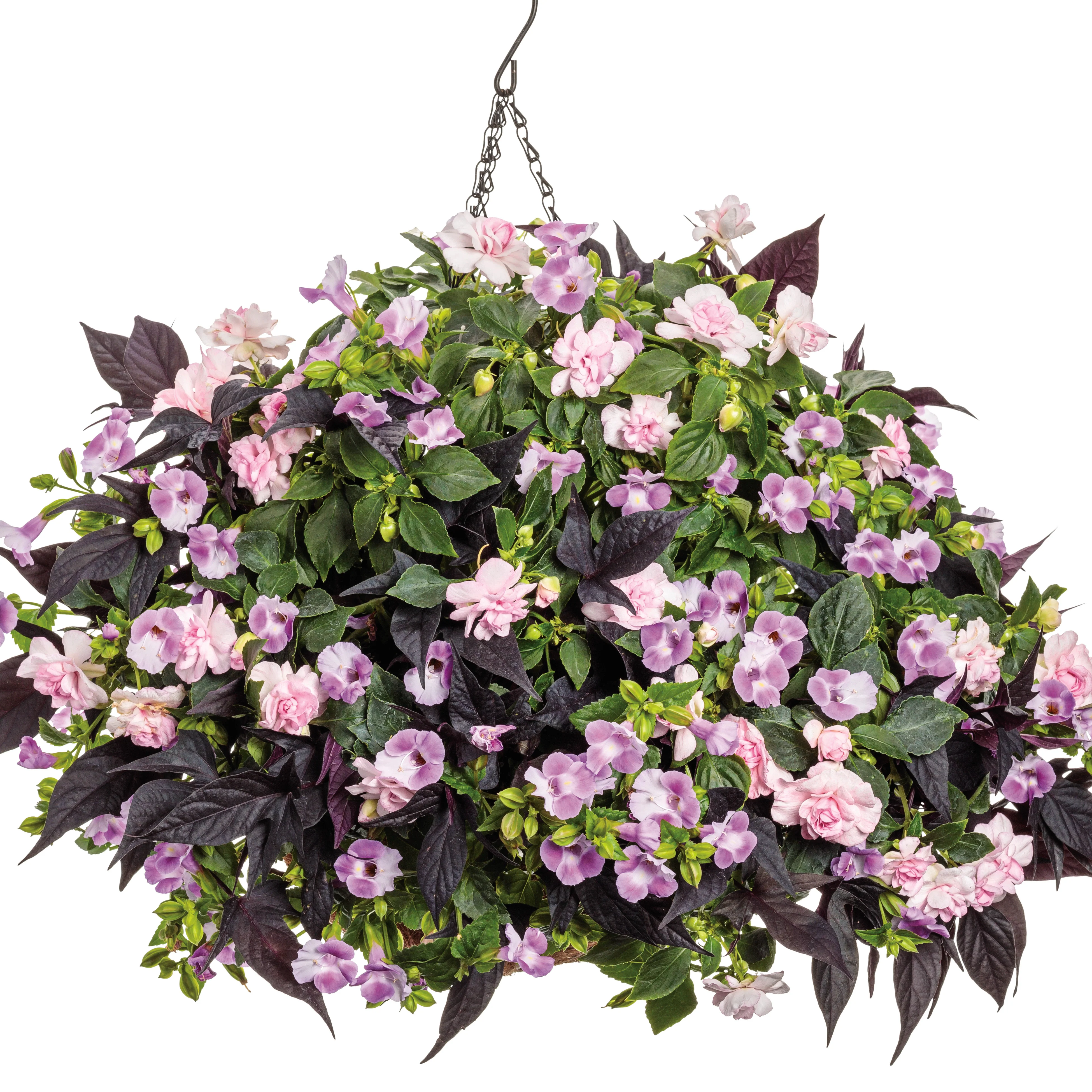 Rockapulco® Appleblossom Double Impatiens (walleriana) - Image 5
