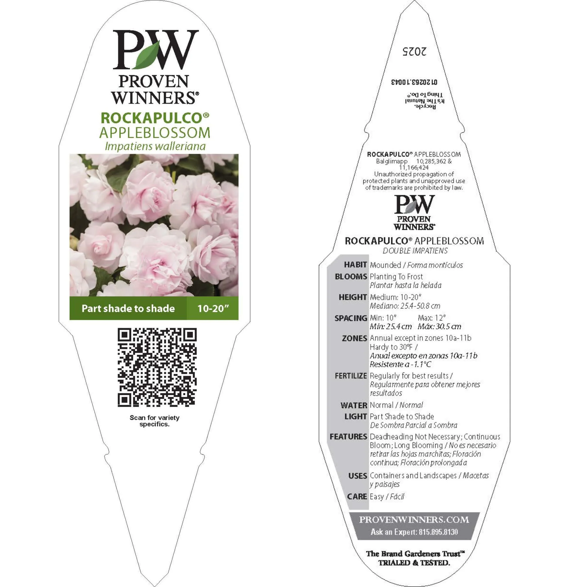Rockapulco® Appleblossom Double Impatiens (walleriana) - Image 8
