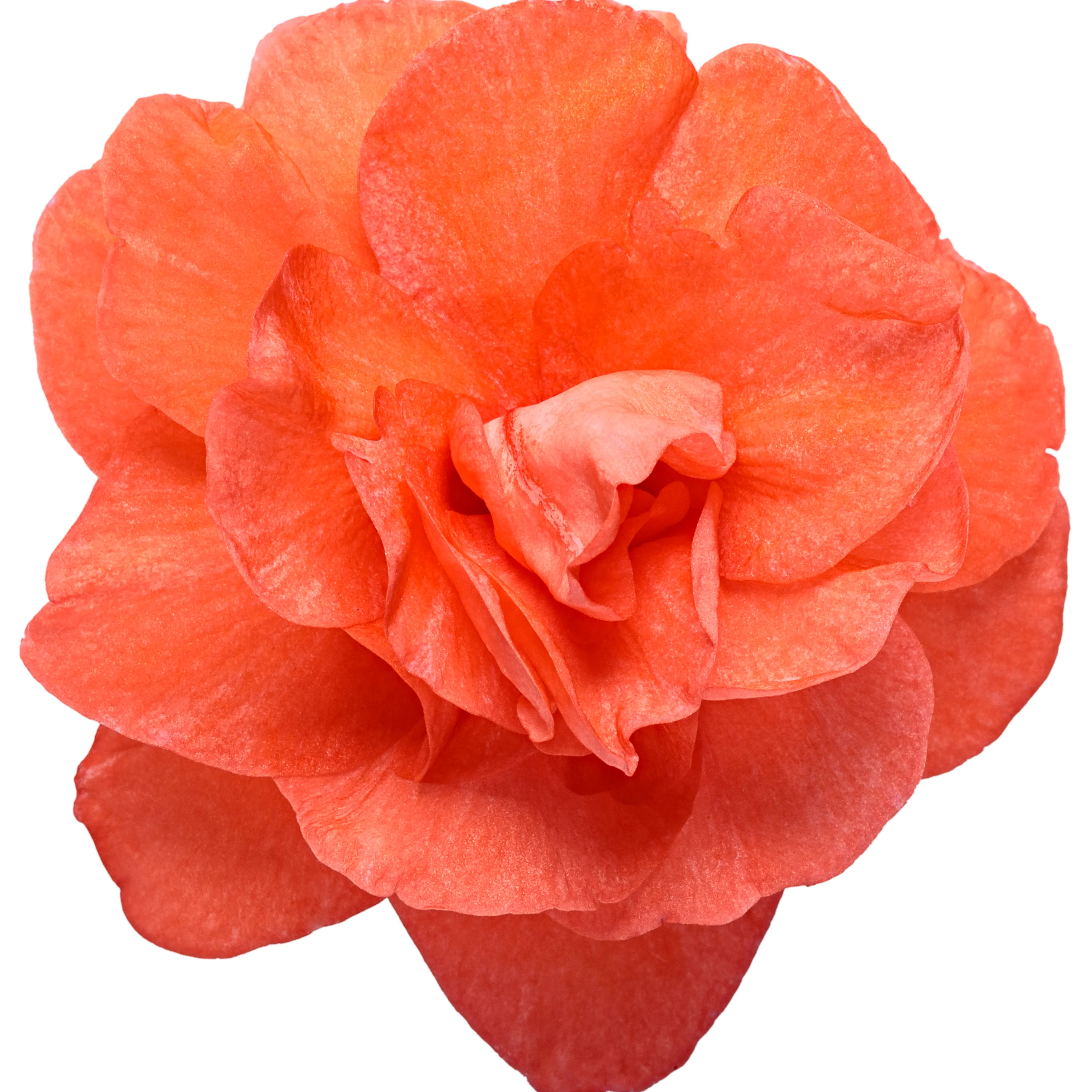 Rockapulco® Tropical Shades Double Impatiens (walleriana) - Image 10