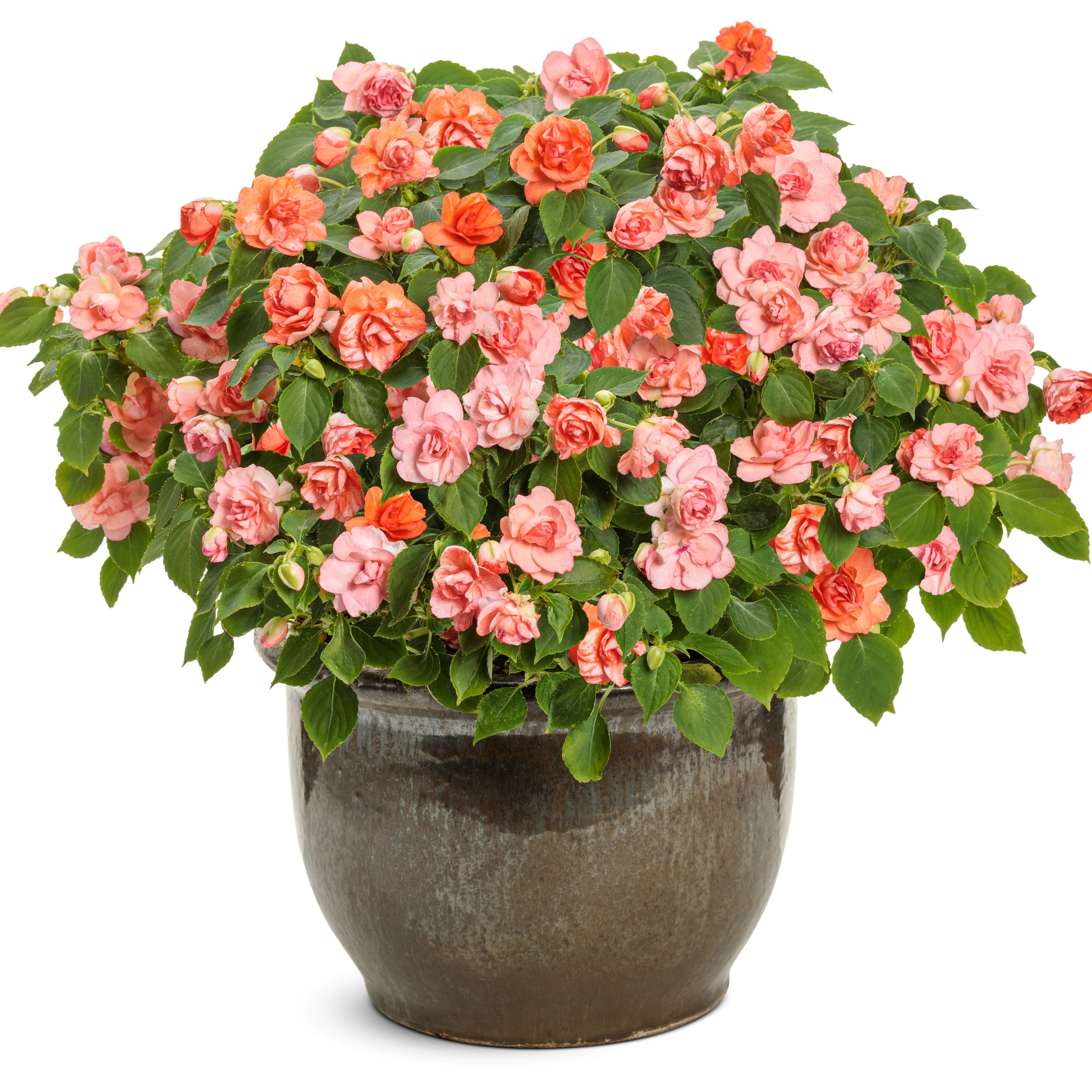 Rockapulco® Tropical Shades Double Impatiens (walleriana) - Image 4