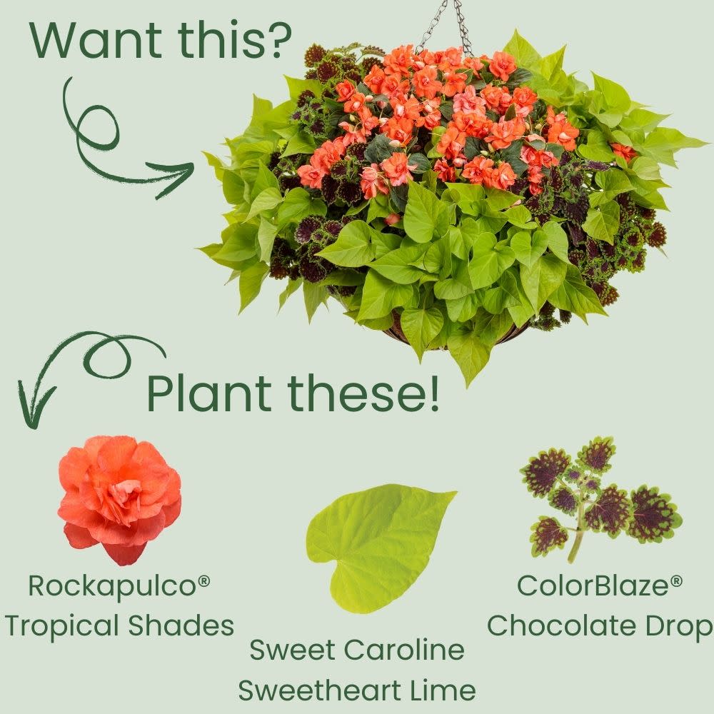 Rockapulco® Tropical Shades Double Impatiens (walleriana) - Image 5
