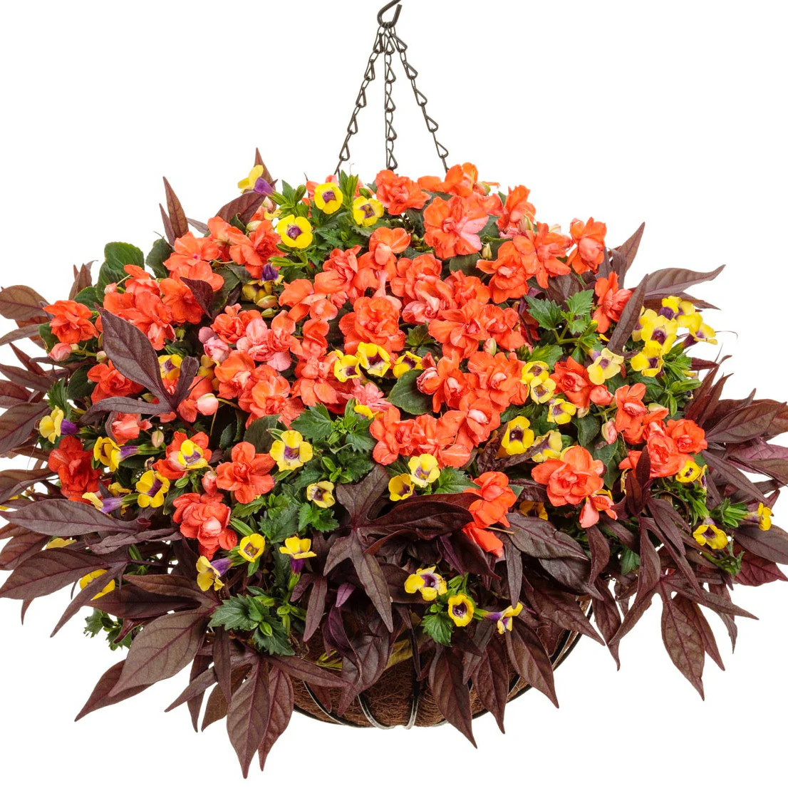 Rockapulco® Tropical Shades Double Impatiens (walleriana) - Image 7