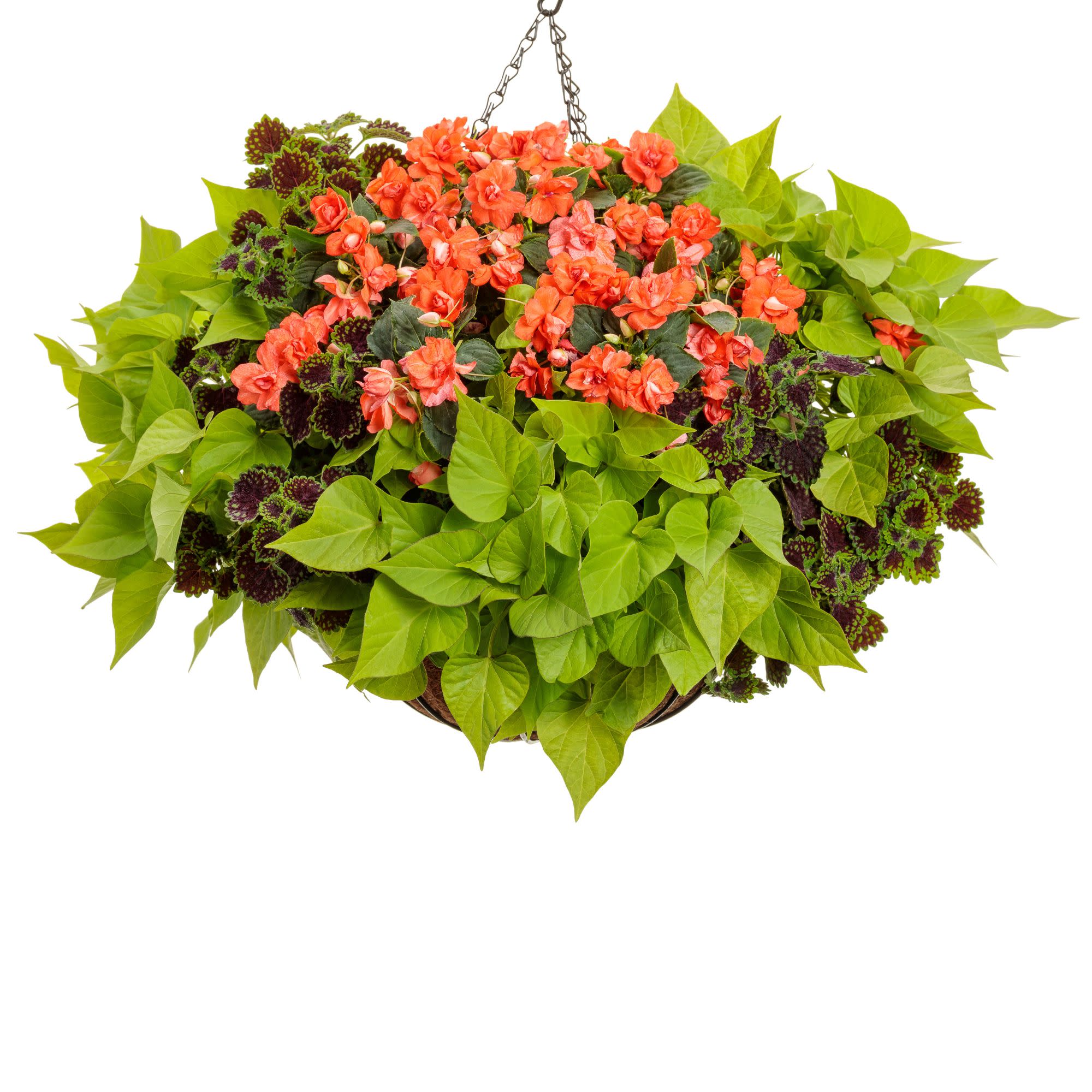 Rockapulco® Tropical Shades Double Impatiens (walleriana) - Image 8