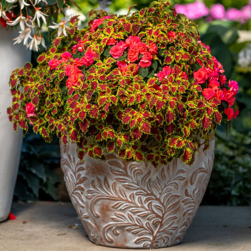 Rockapulco® Tropical Shades Double Impatiens (walleriana) - Image 9