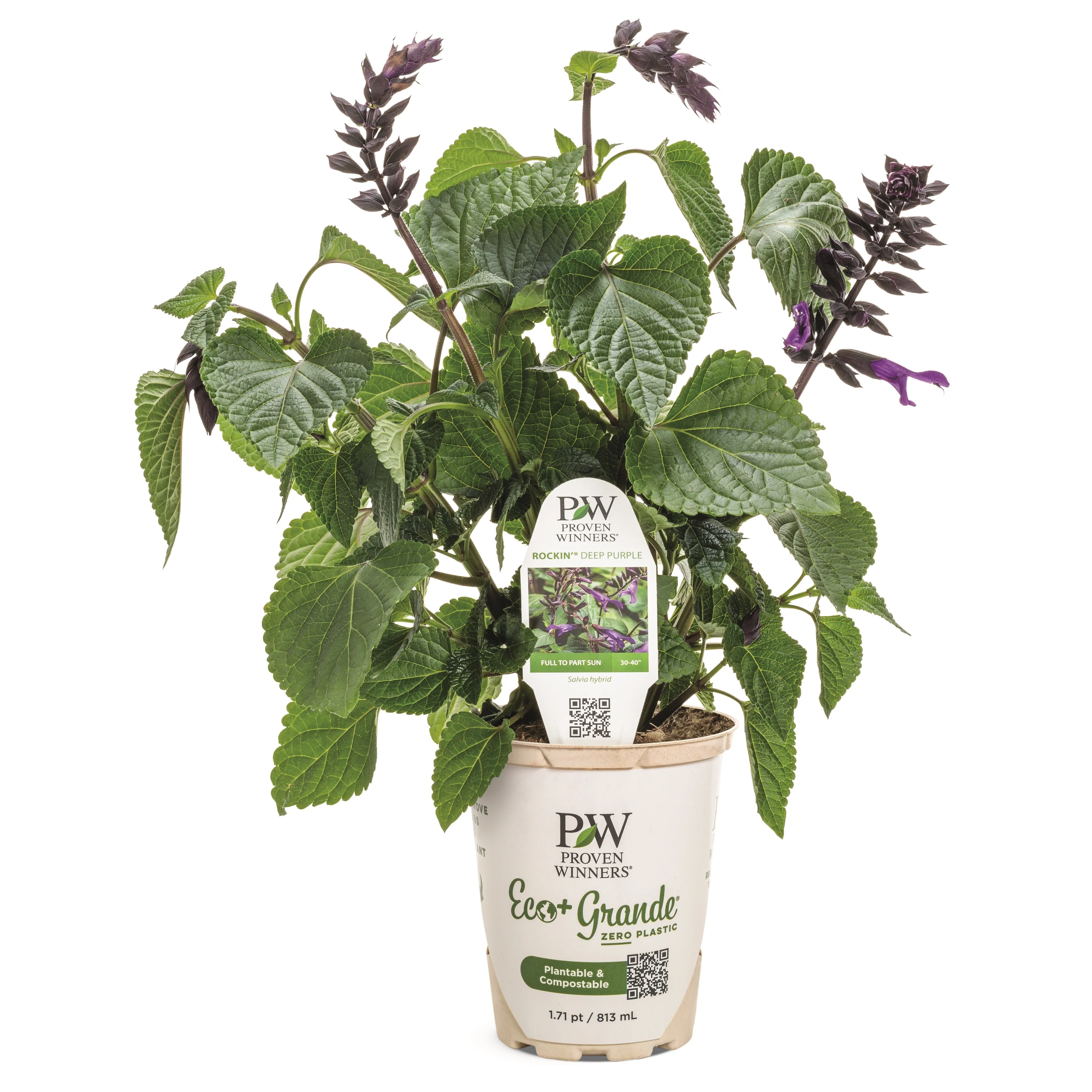 Rockin'® Deep Purple Salvia - Image 2