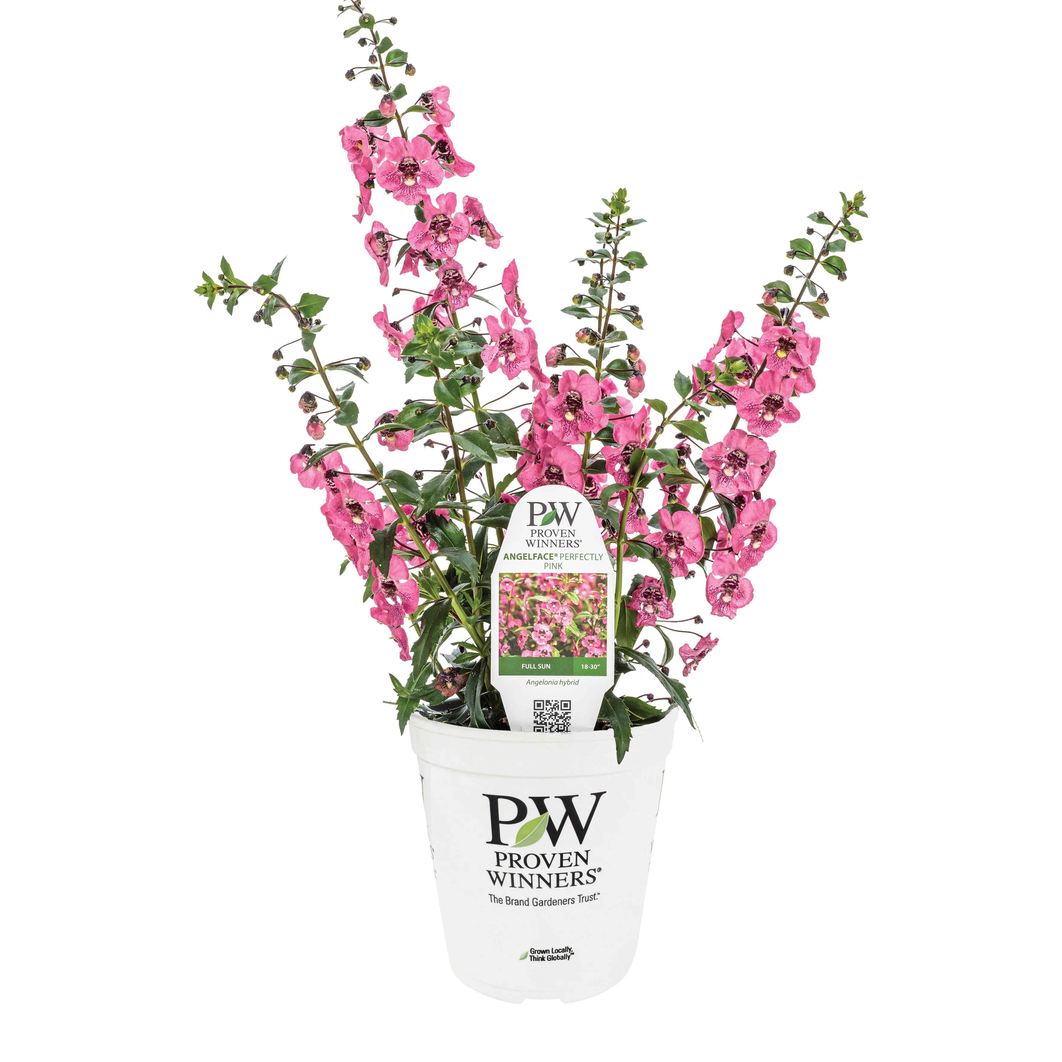 Limited Edition Royale™ | Angelface® Perfectly Pink Summer Snapdragon (Angelonia) - Image 3