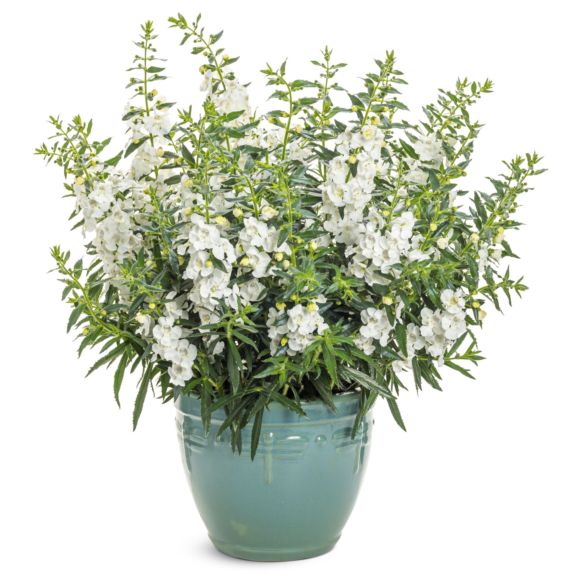 Angelface® White Summer Snapdragon (Angelonia) - Image 7